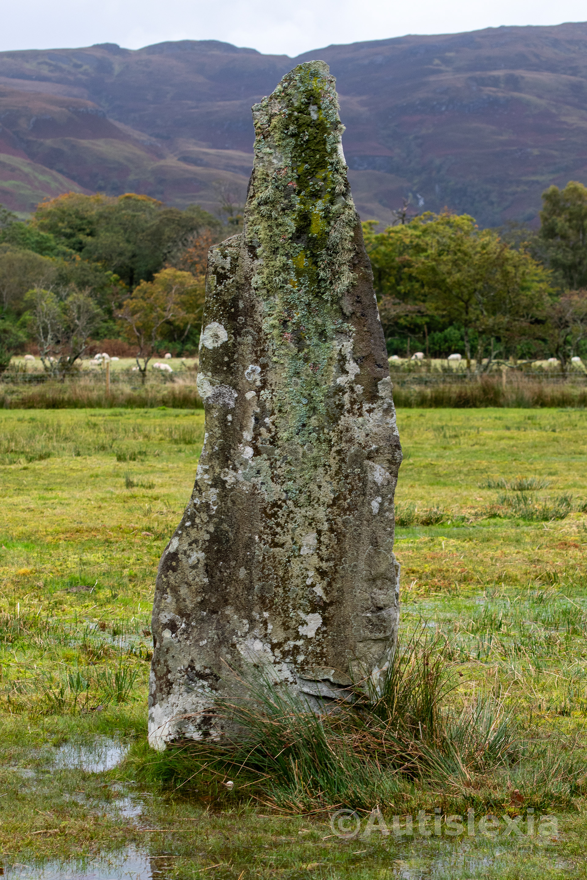 Single standing stone on waterlogged grass.