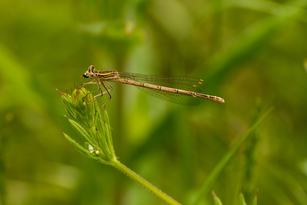 White-legged Damselfly (Platycnemis pennipes) sitting on green bud