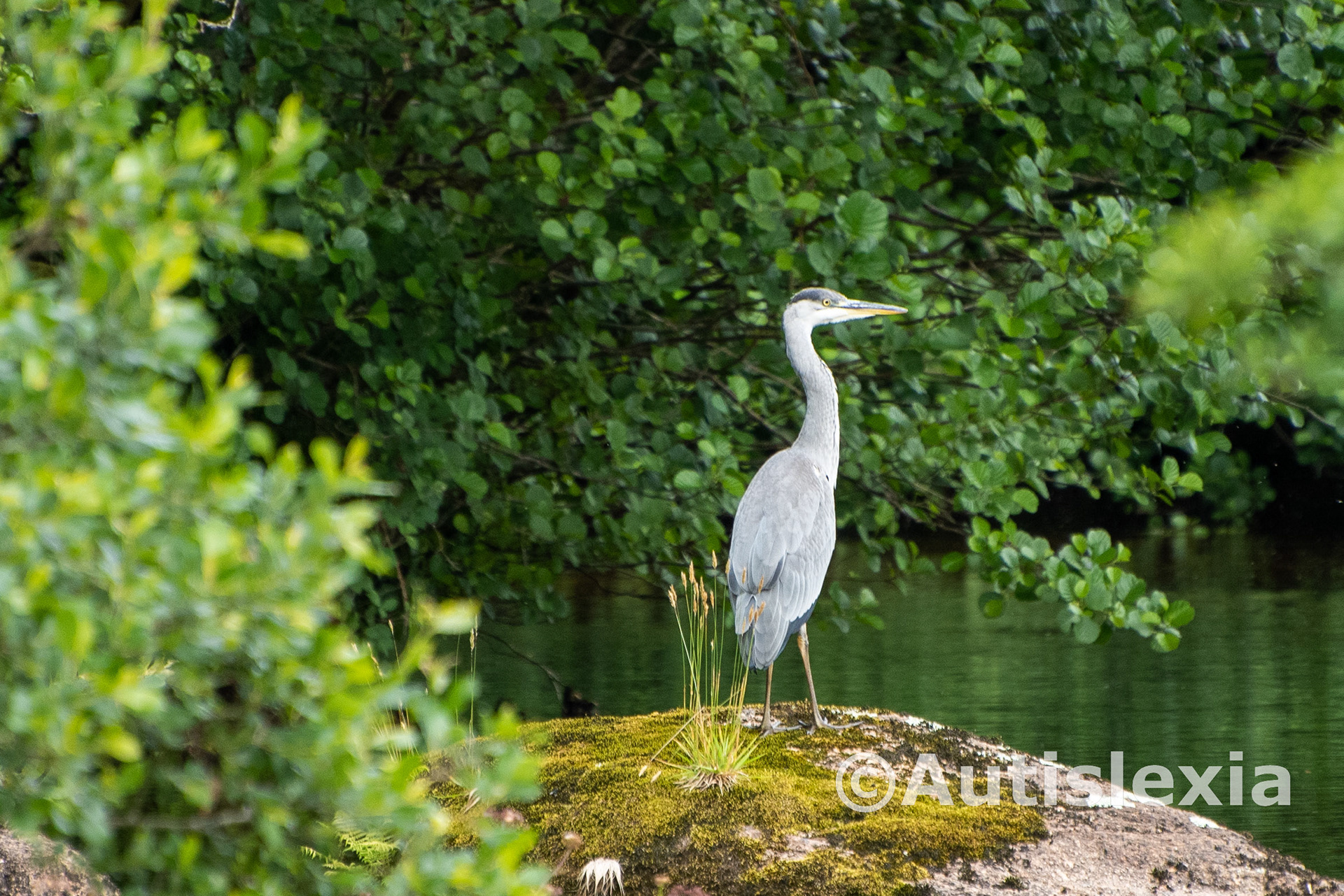 A Grey Heron standing on a rock, looking around, in a stream.