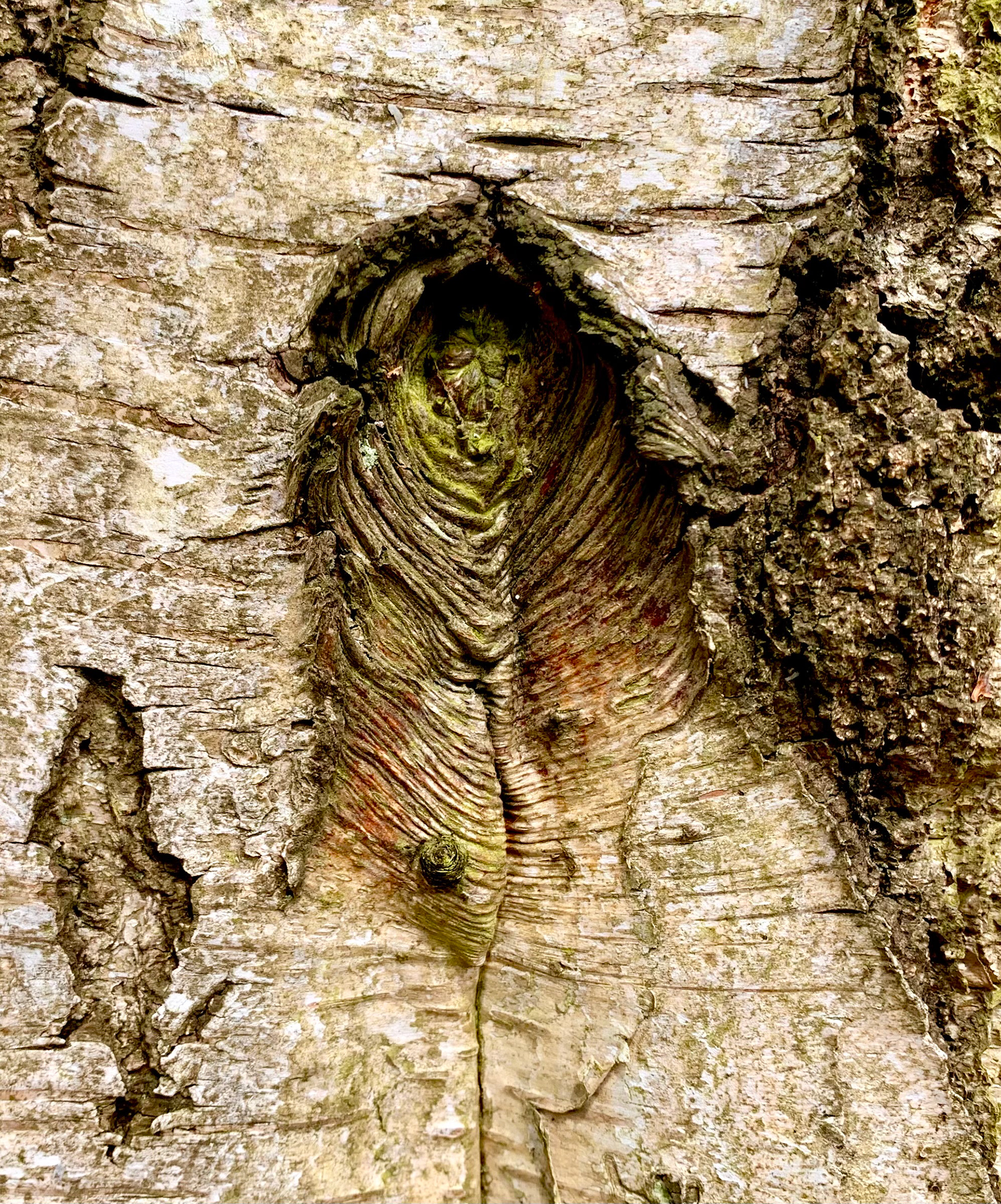 Uneven bark of a silver birch with a knot