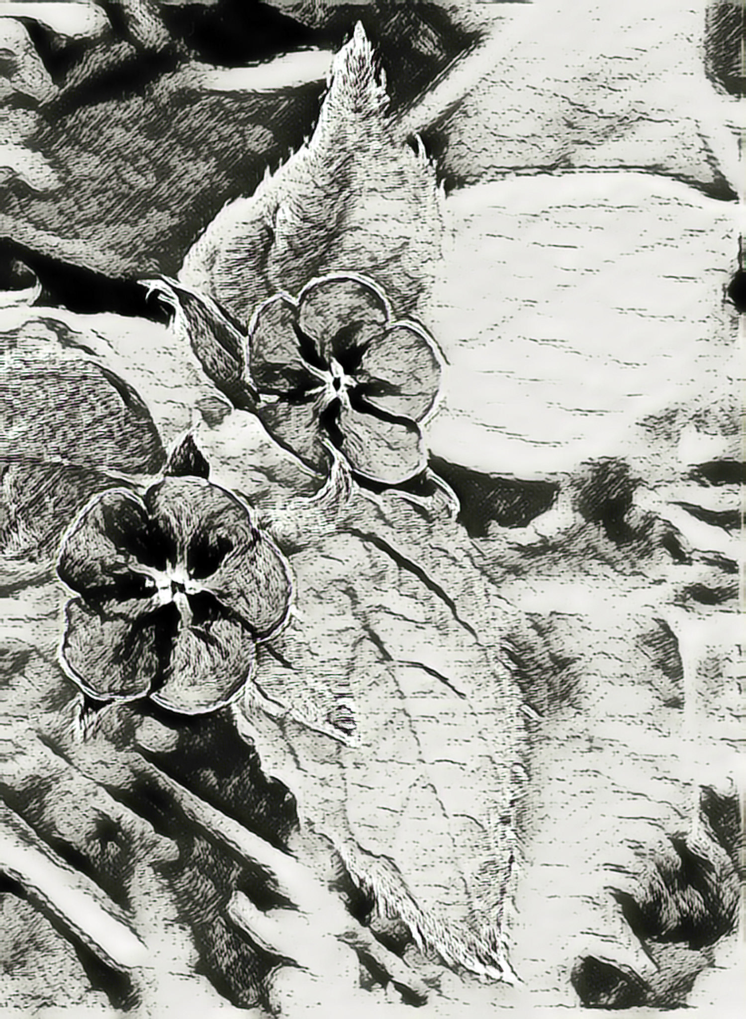 Flowers and leaves made to look like a pencil drawing