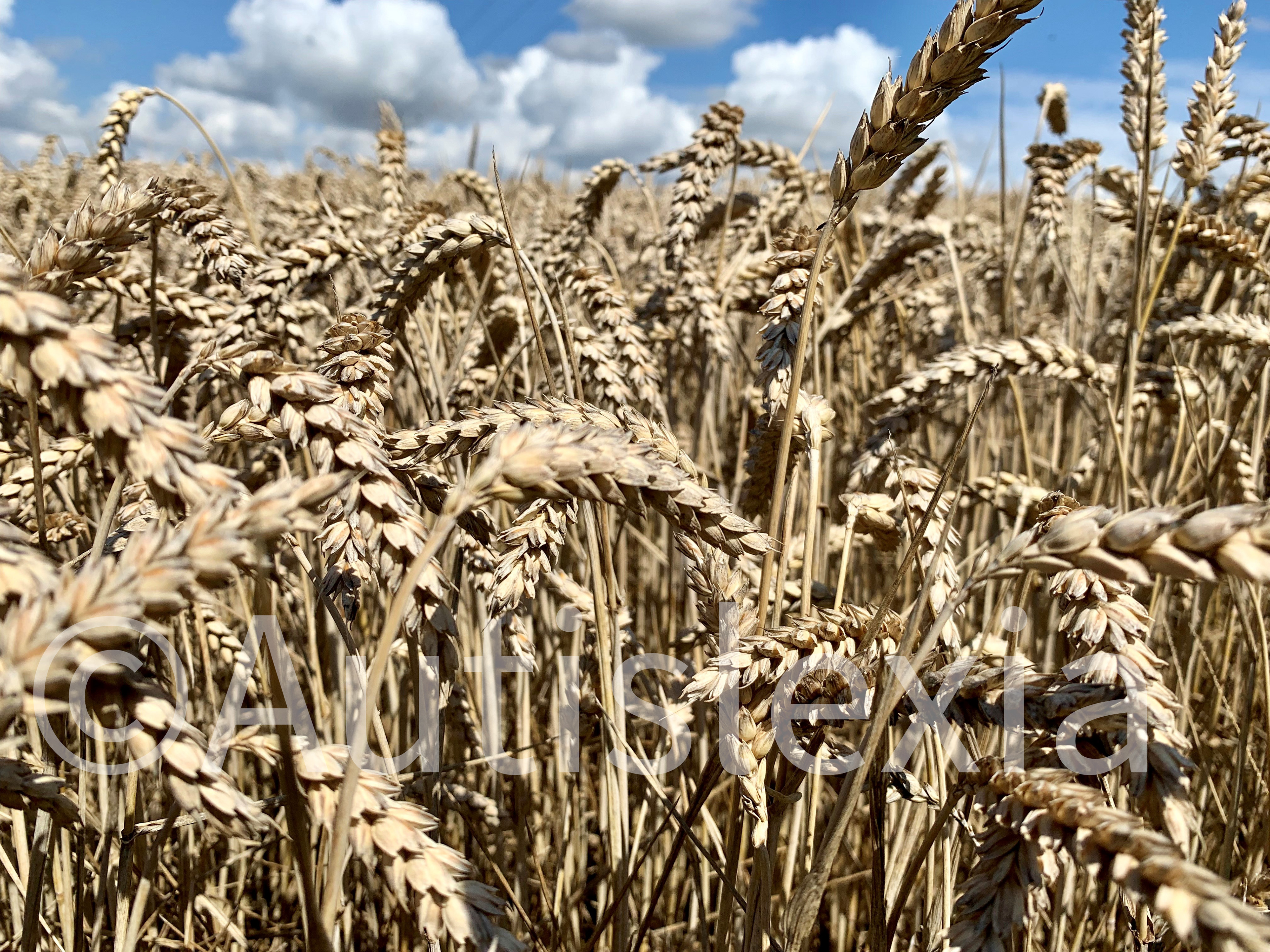 Wheat field, close up of wheat with blue cloudy sky in distance