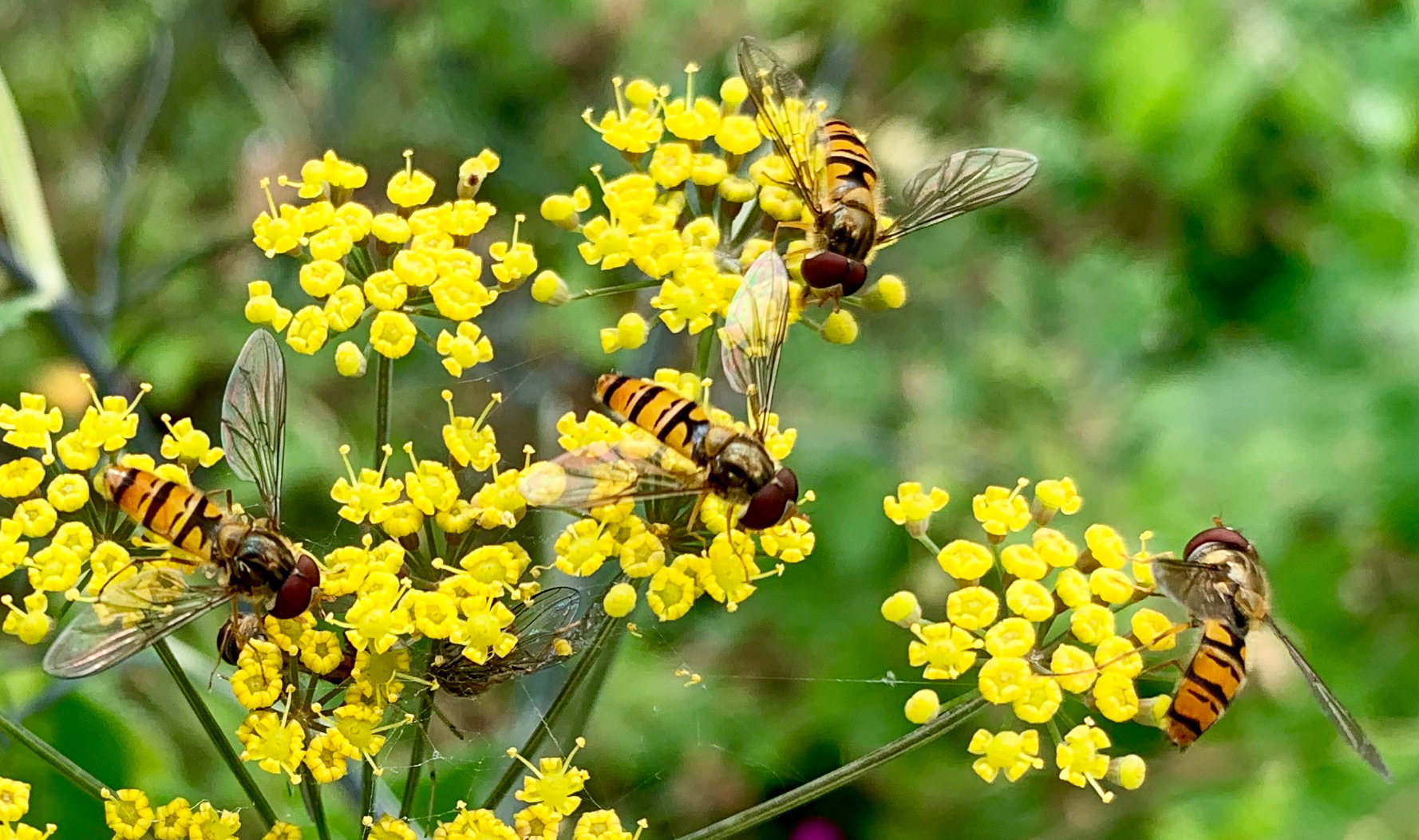 Hoverfly (Eupeodes latifasciatus) four, yellow with black markings, on yellow plant various angles
