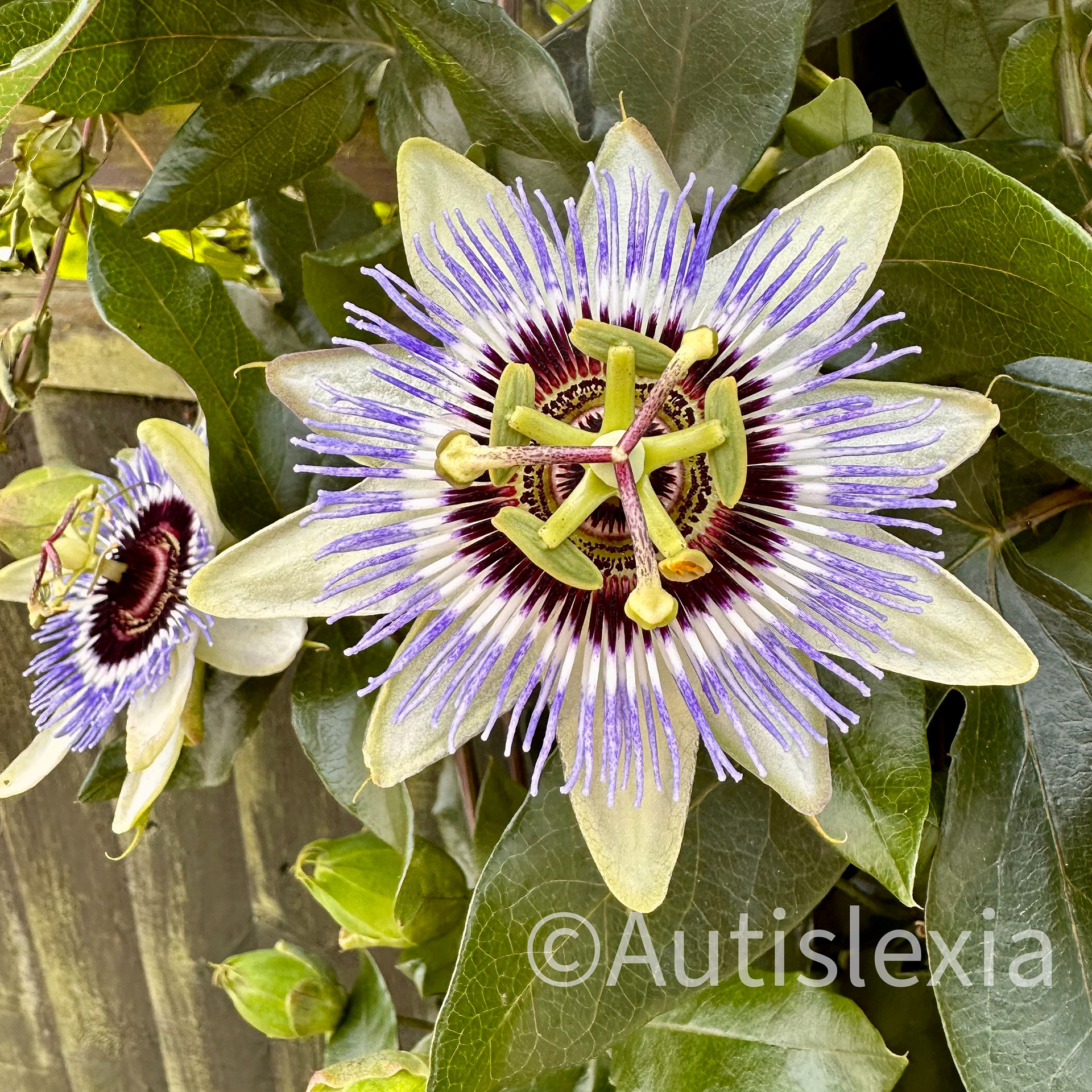 Close up of a passion flower; white and purple flowers with a distinctive corona; a shallow saucer shape, producing at its upper border five sepals, five petals, and many threadlike purple outgrowths from the tube, which constitute the most conspicuous and beautiful part of the flower, called the corona. The corona is the most beautiful part of the flower and it is made up of many threadlike or membranous outgrowths from the tube.