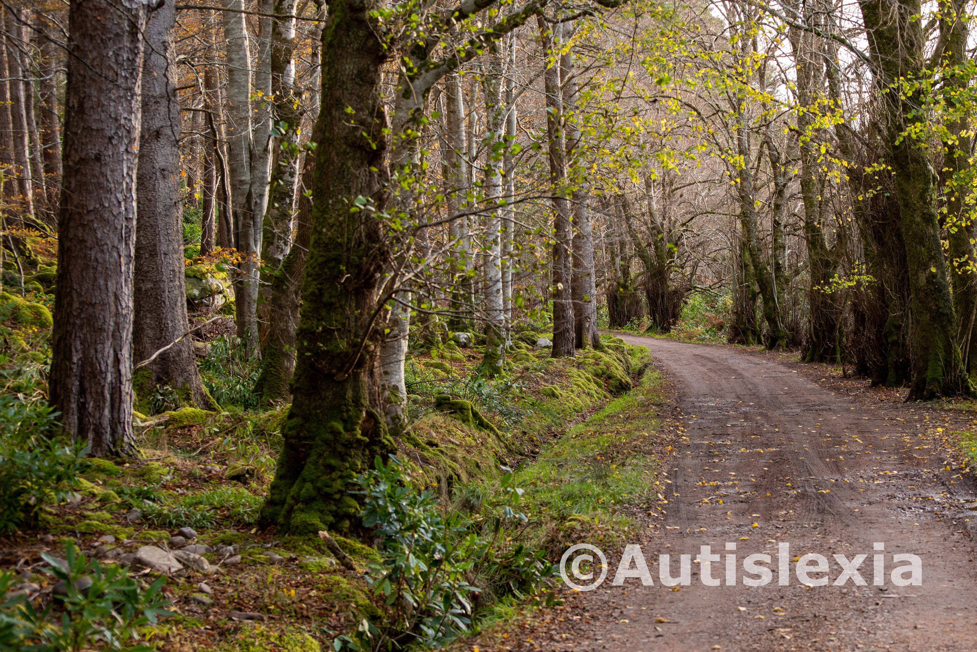 Image of a mud track with mature trees and undergrowth, going off into the distance and turning left out of sight.