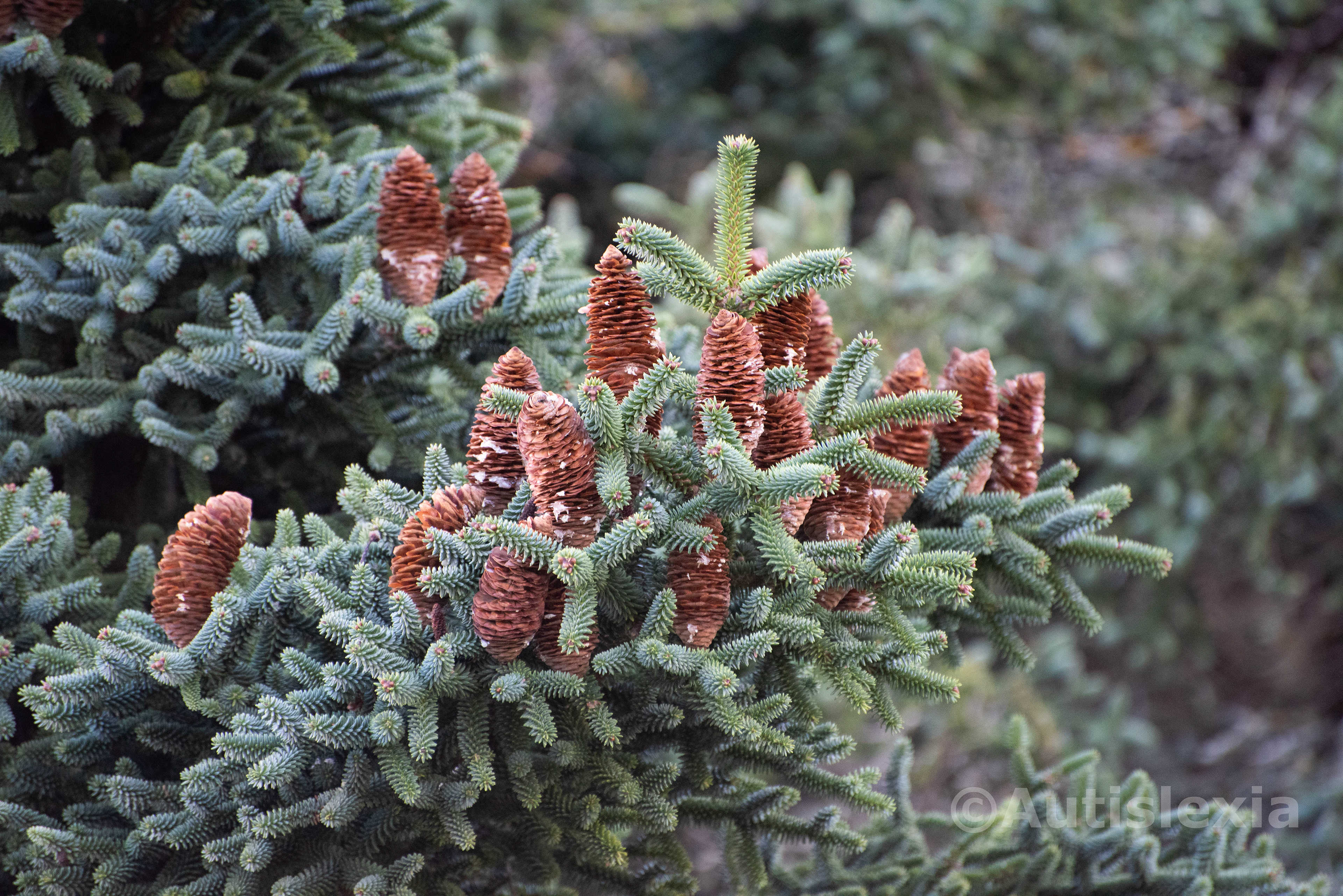 Fir tree with tightly bunched green needles and brown cones (which are oozing a white sap).