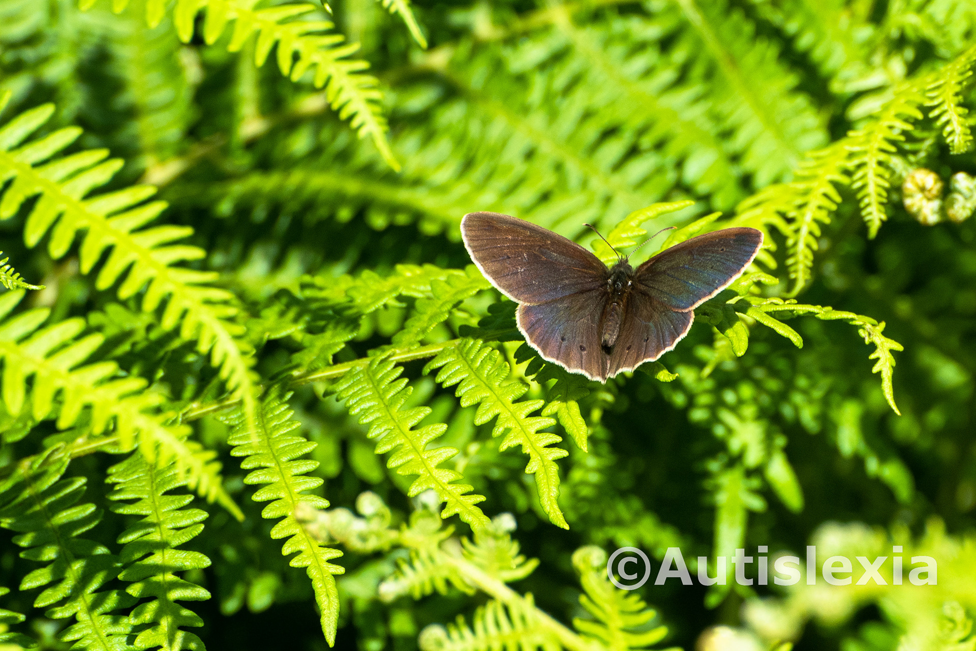 Image of a Ringlet Butterfly, wings open, on some green fern. Brown body and wings with very light brown edges and some dark brown spots.
