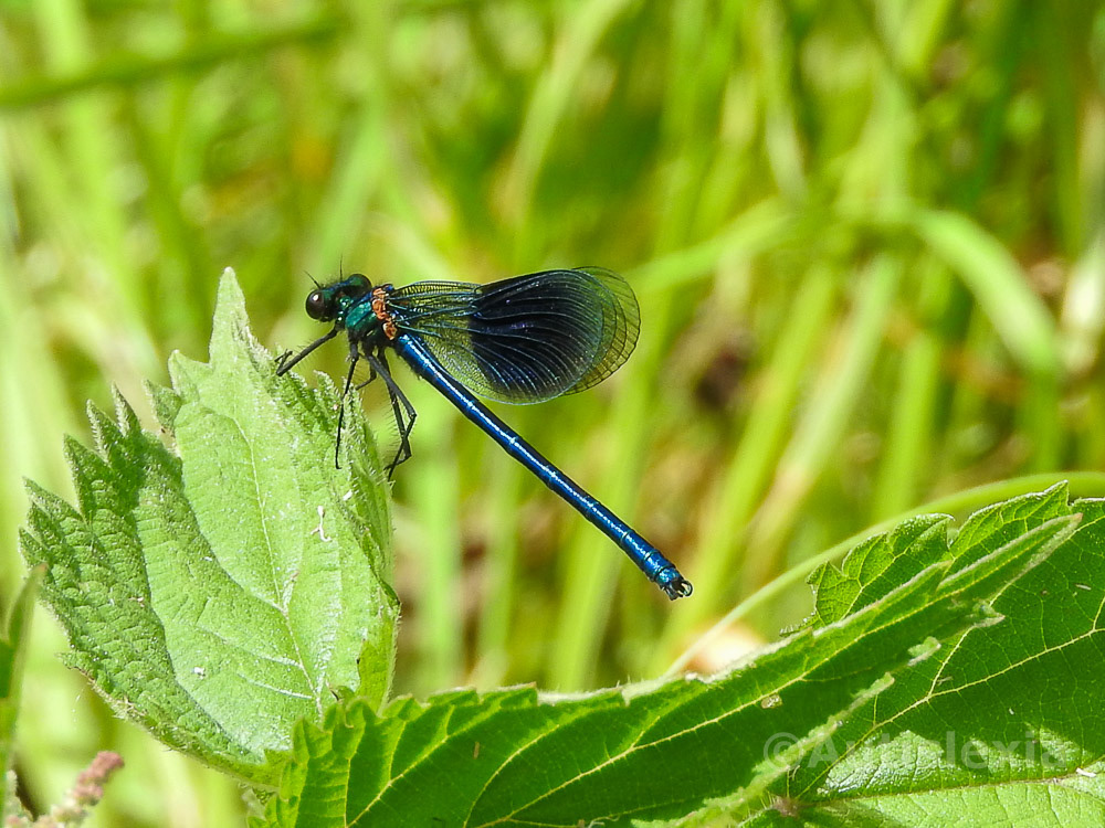 Damselfly, Banded demoiselle, on a leaf, dark metallic blue and green