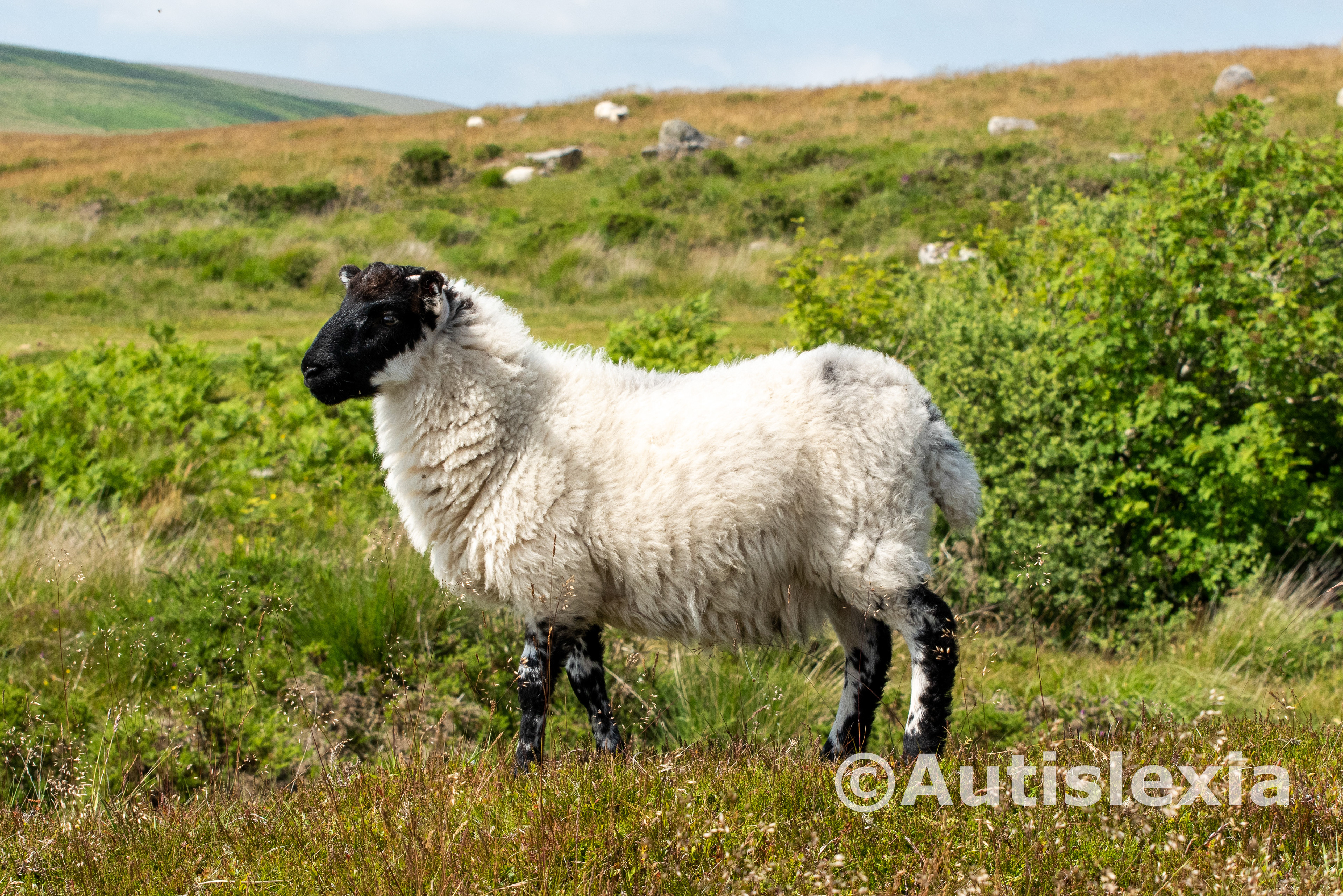 Image of a Lonk sheep standing side on. Black head with black and white legs and white coat of wool