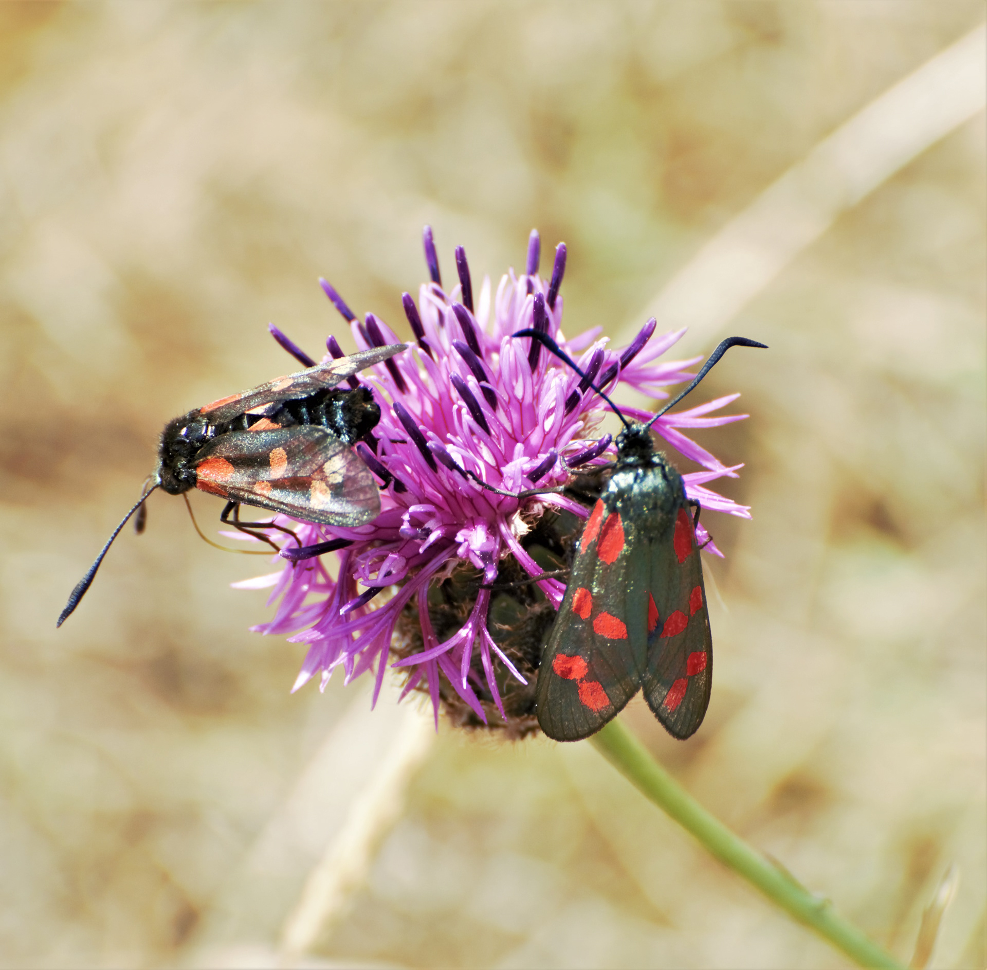 Six-spot Burnet moths (Zygaena filipendulae) on a thistle flower