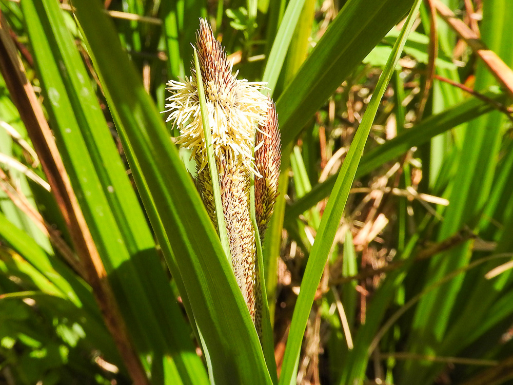 Sedge flower in bright sunlight in amoung its leaves