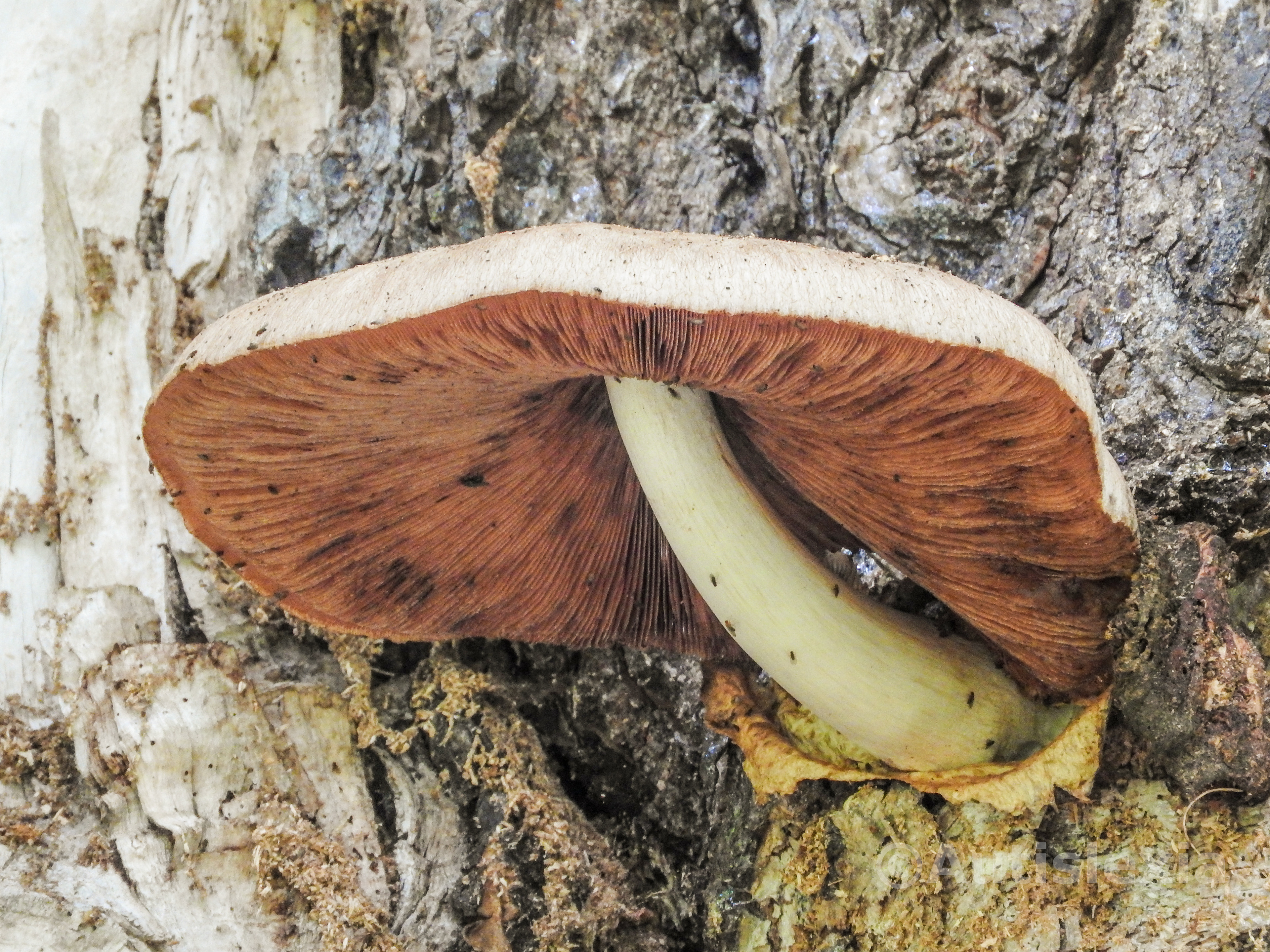 Large tree mushroom with dark brown gills and a white top, with a thick tapering white stalk coming out of the bark of the host tree.
