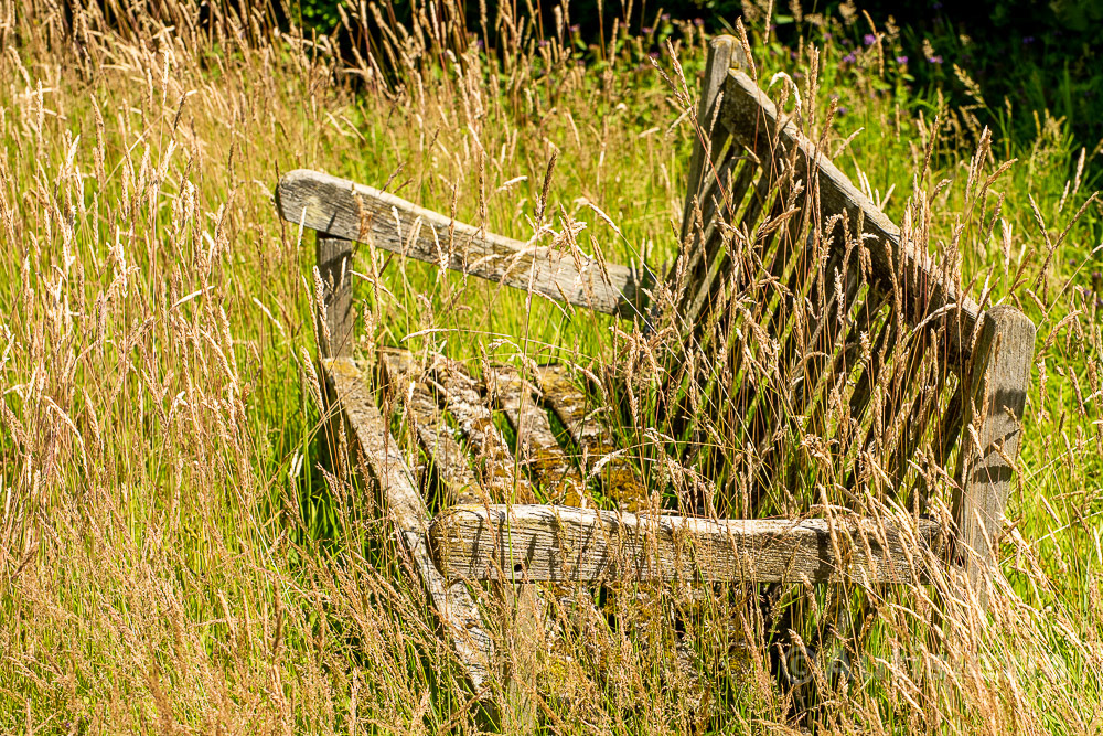 Old wooden bench in amongst tall grass