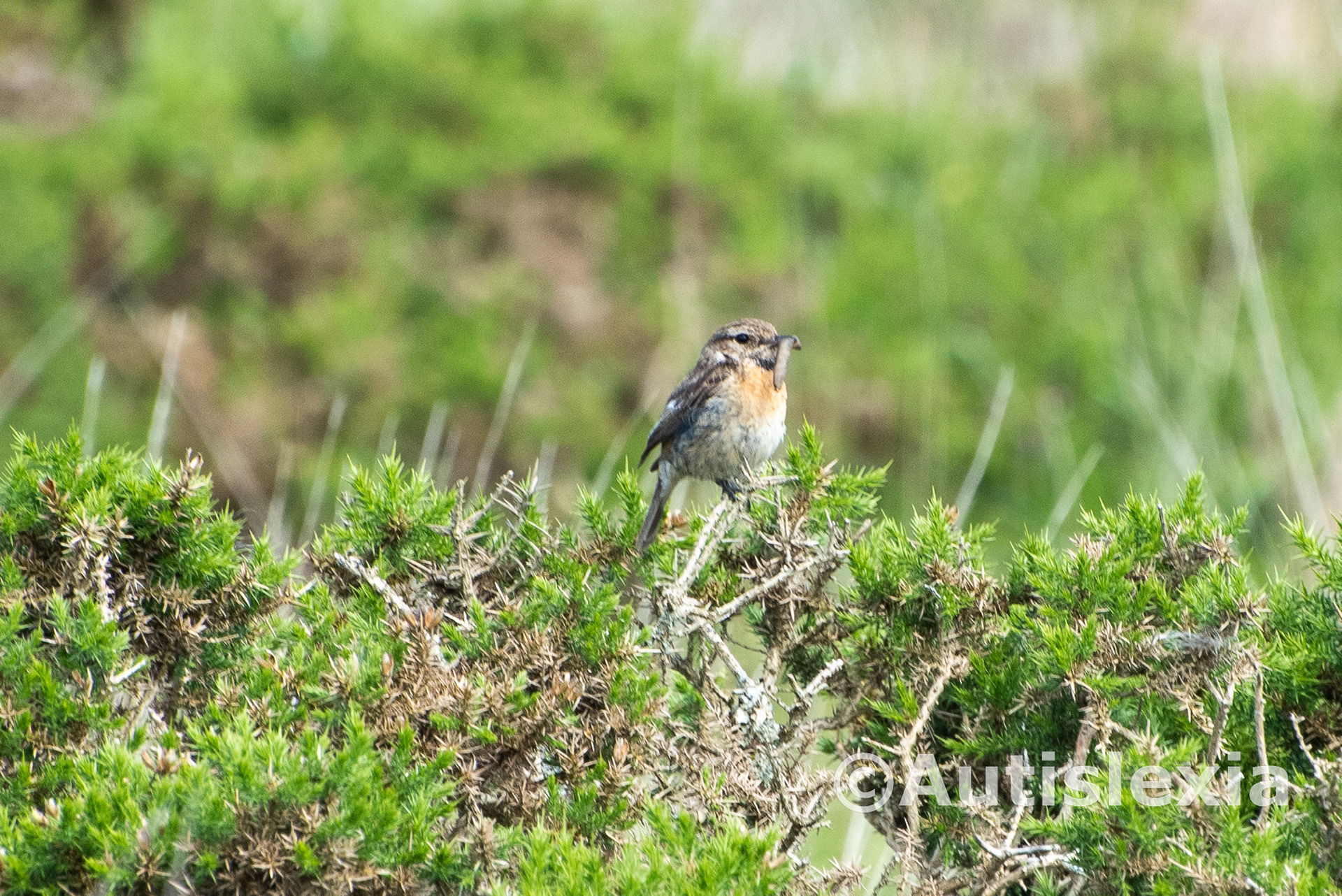 Whinchat bird standing on a hedge with a slug or worm in its beak.
