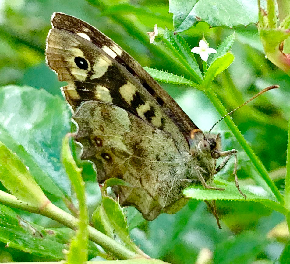Speckled Wood Butterfly (Pararge aegeria) on leaf, side view with wings closed; brown and cream with eye making of black and white on top of main wing.