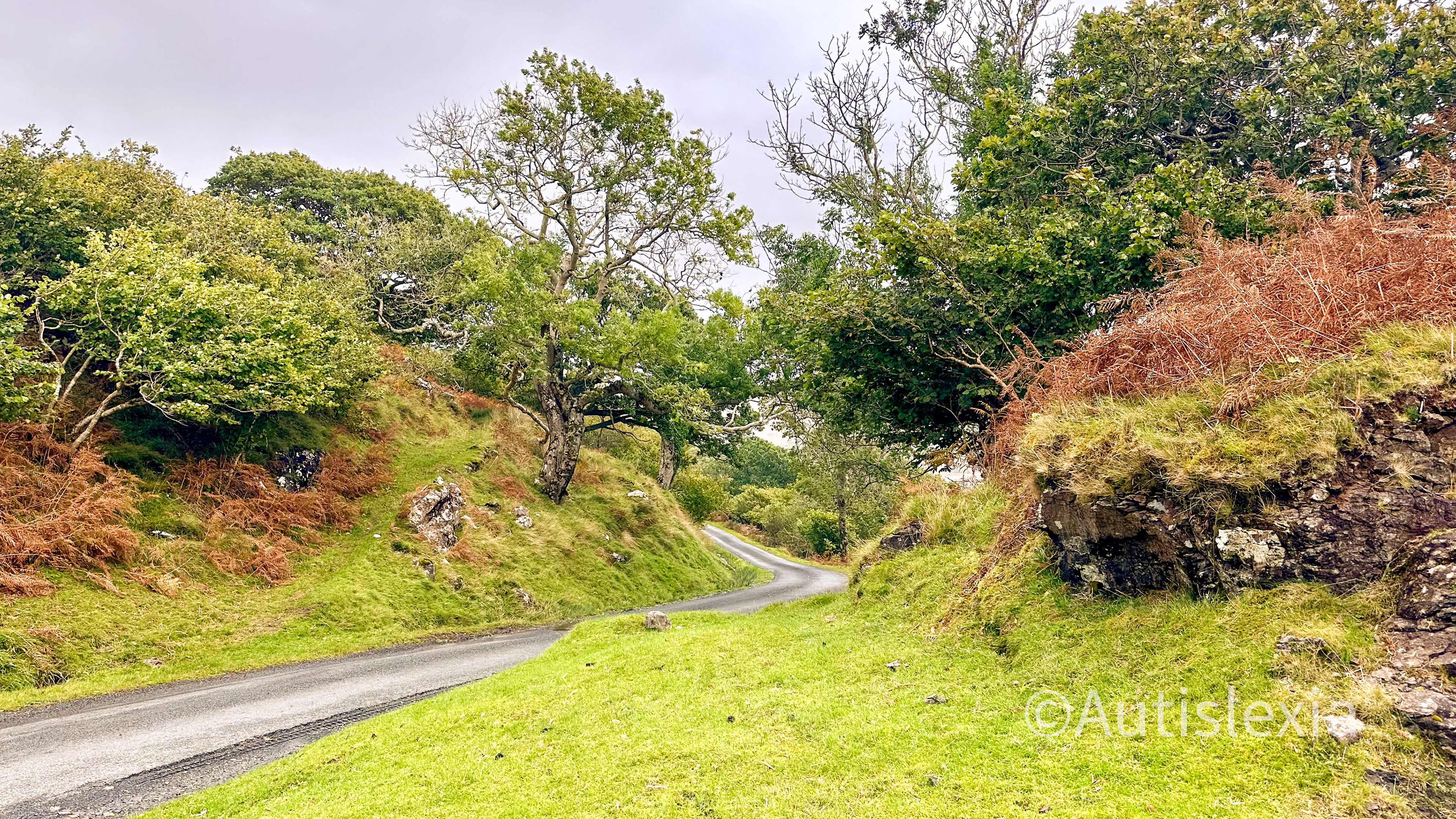 Single track road, which have passing places. A tarmack road with green grass and brown bracken and trees and bushes.