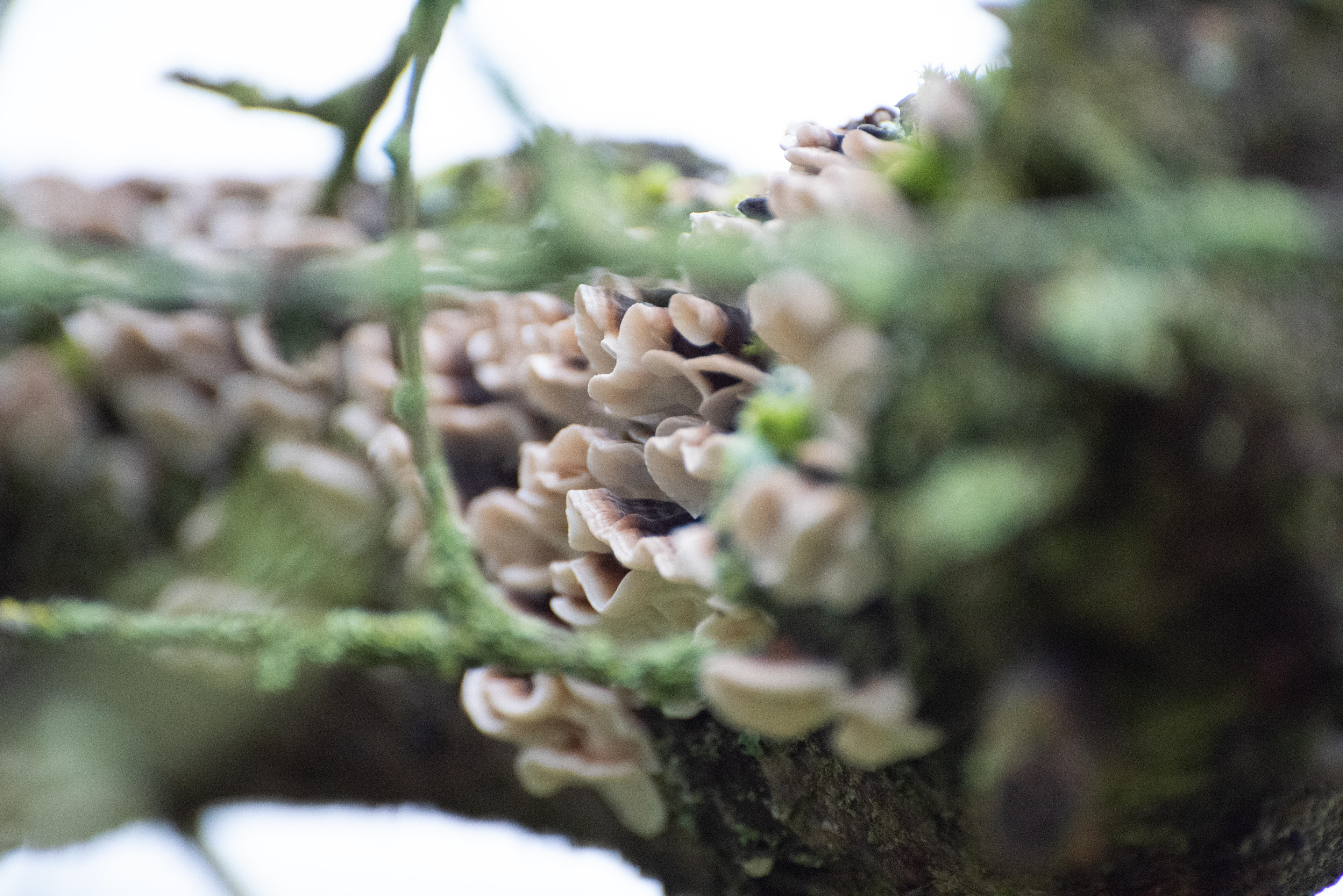 Bracket Fungus on a tree branch