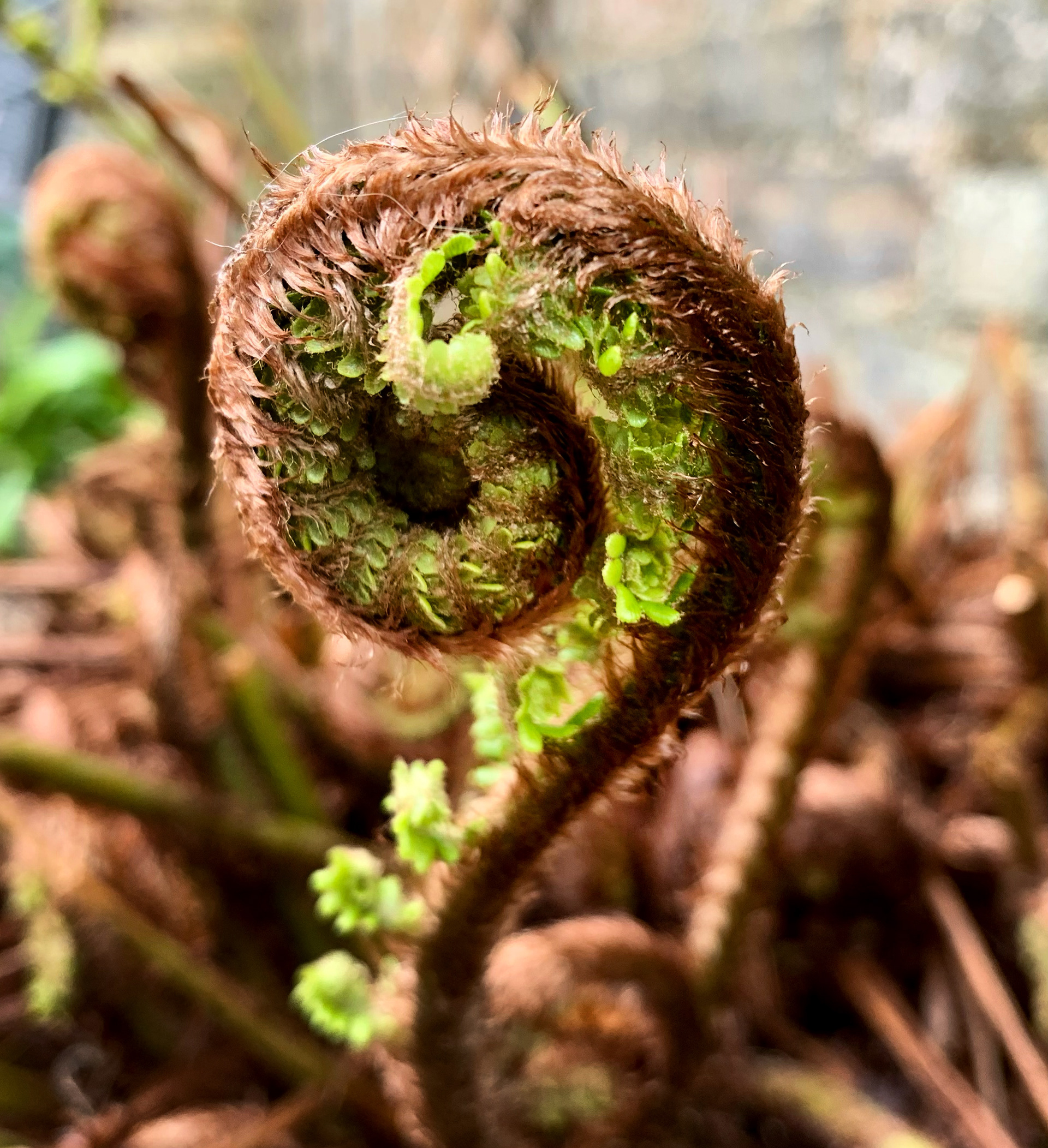 Fern starting to unfurl 