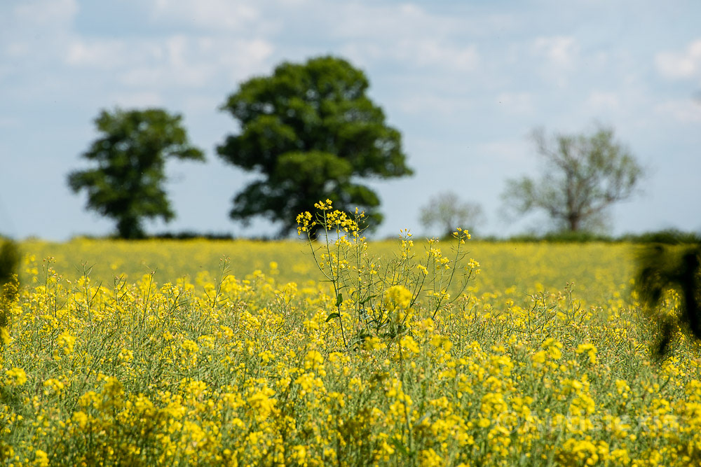Rapeseed field, yellow and green with large trees in background