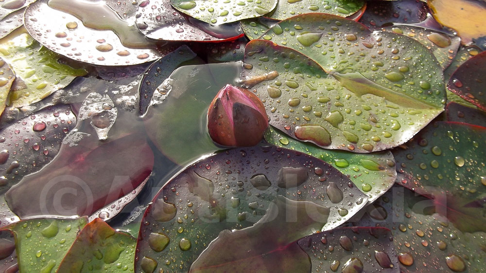 Waterlily flower, Nelumbo nucifera, one just about to open, surrounded by leaves just after rain