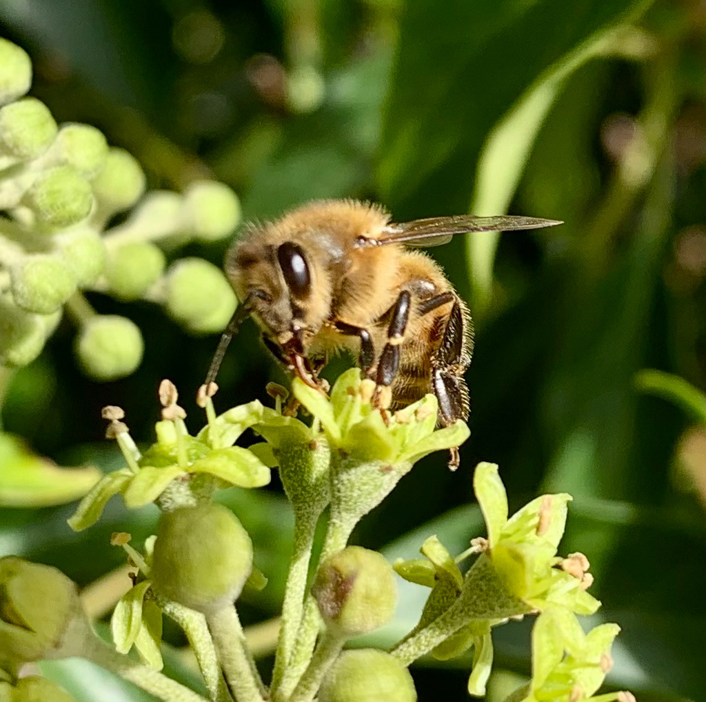 Honey Bee (Apis mellifera) brown and hairy at the bees eye level front left hand side