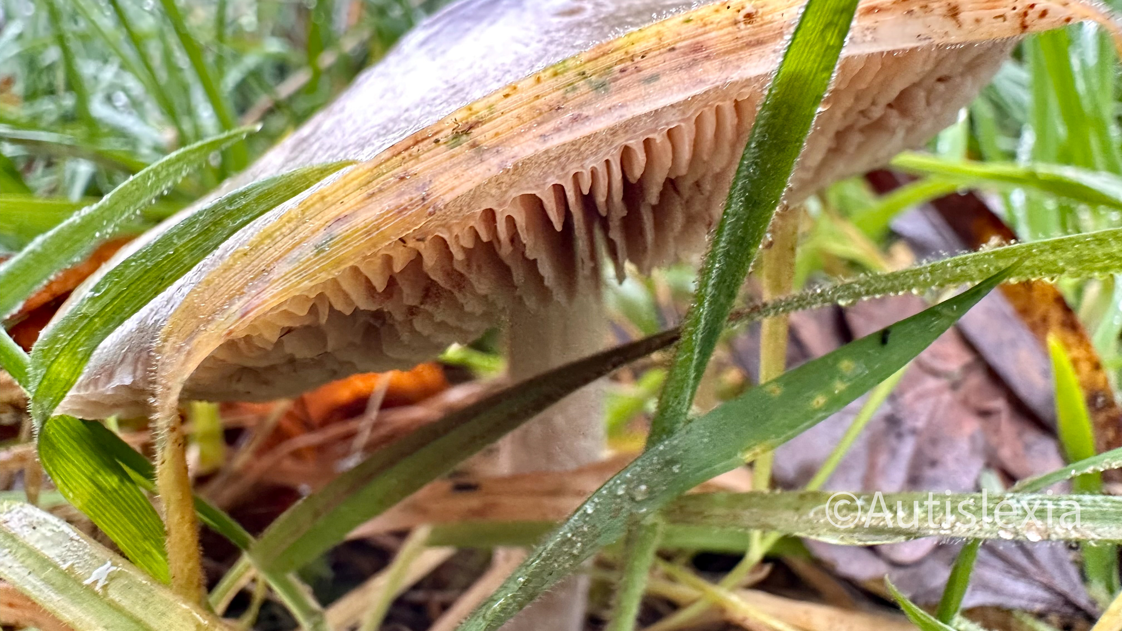 image of a mushroom from the height of the mushroom. Showing the stalk and some gills with wet grass in the forground.