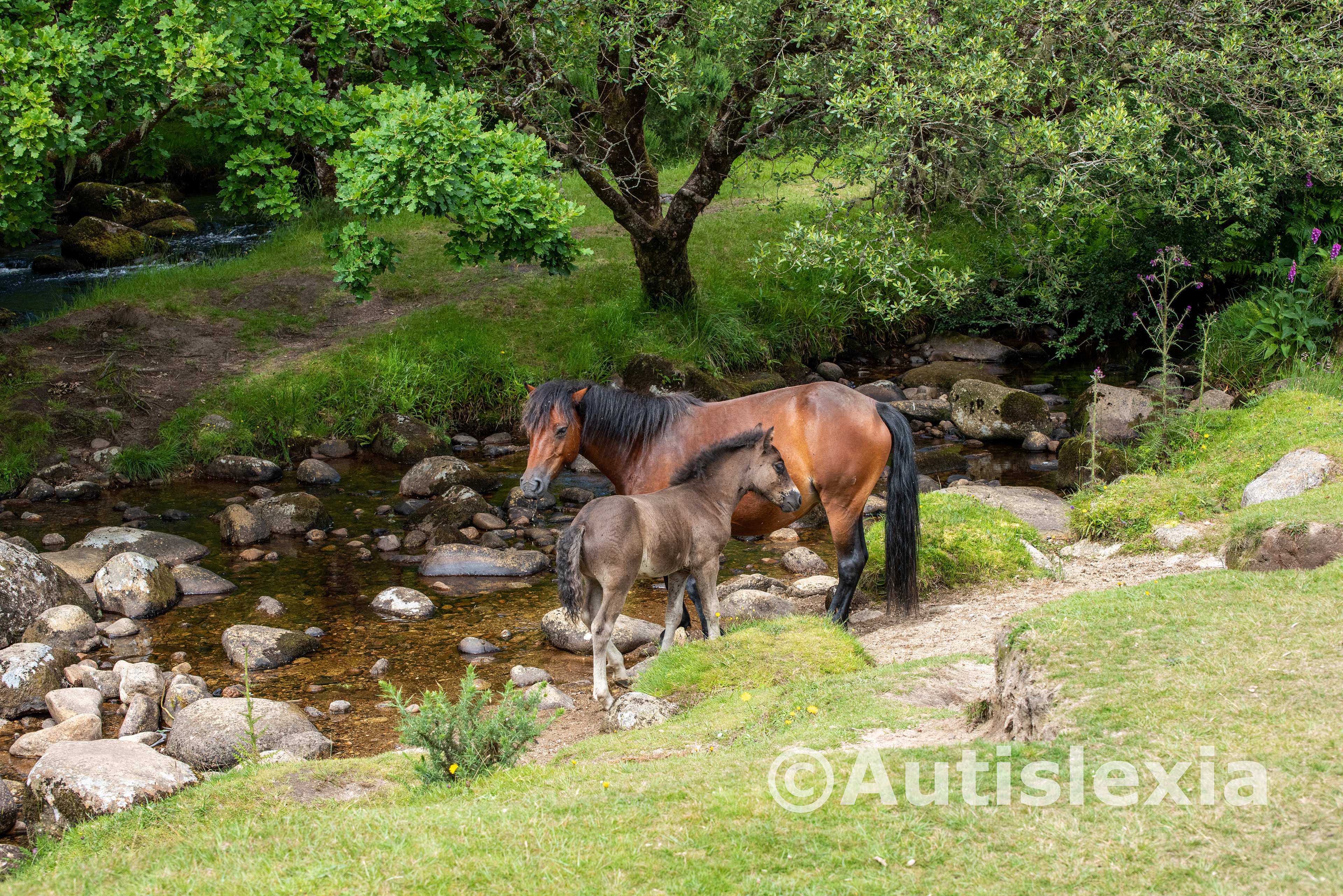 Two Dartmoor ponies standing on the edge of a river/stream one adult and one younger, probably the offspring of the older one.