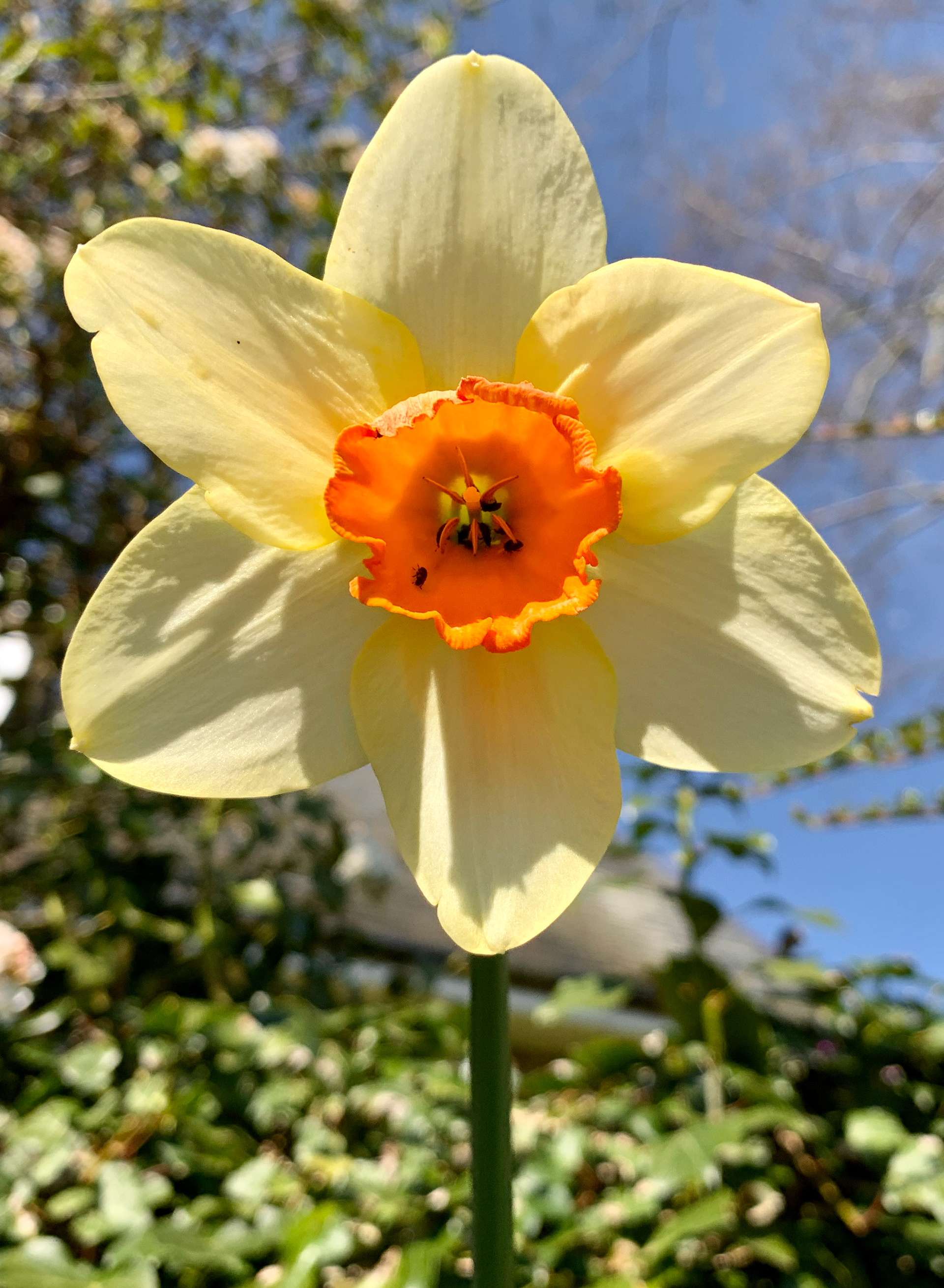 Daffodil yellow petals with orange centre looking into the flower
