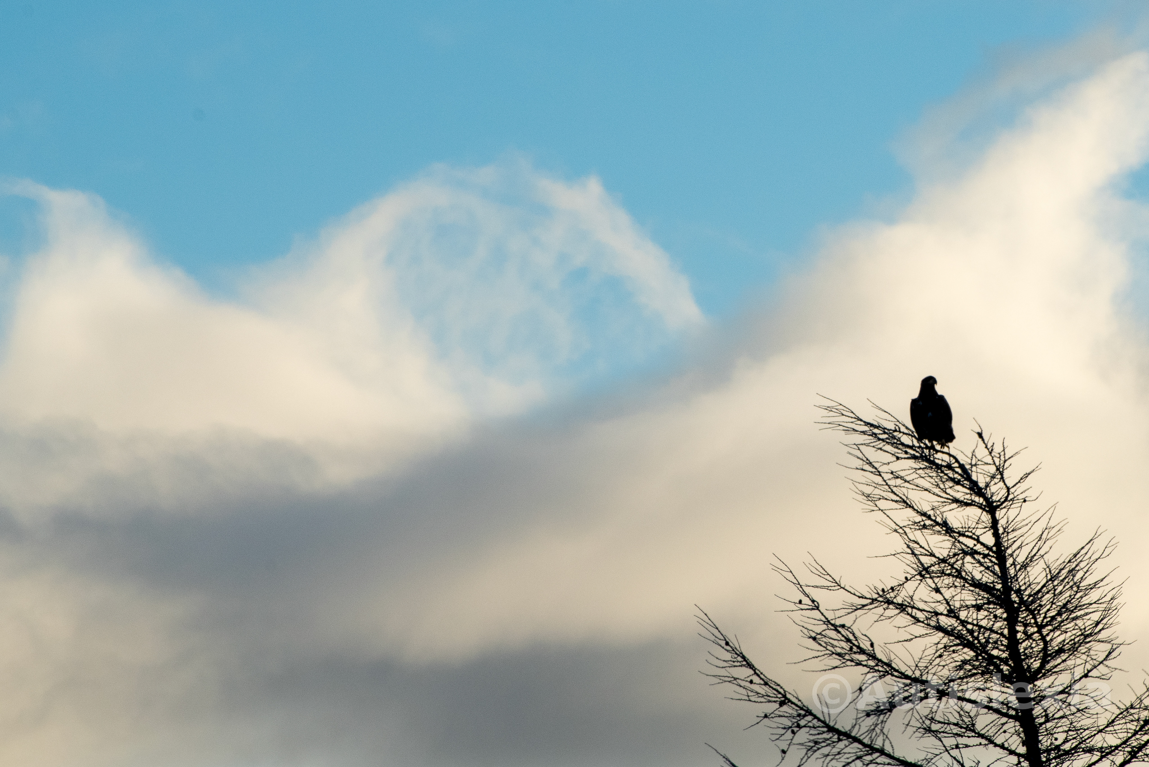 Silhouette of an eagle sitting on a tree with white and grey clouds topped by a blue sky