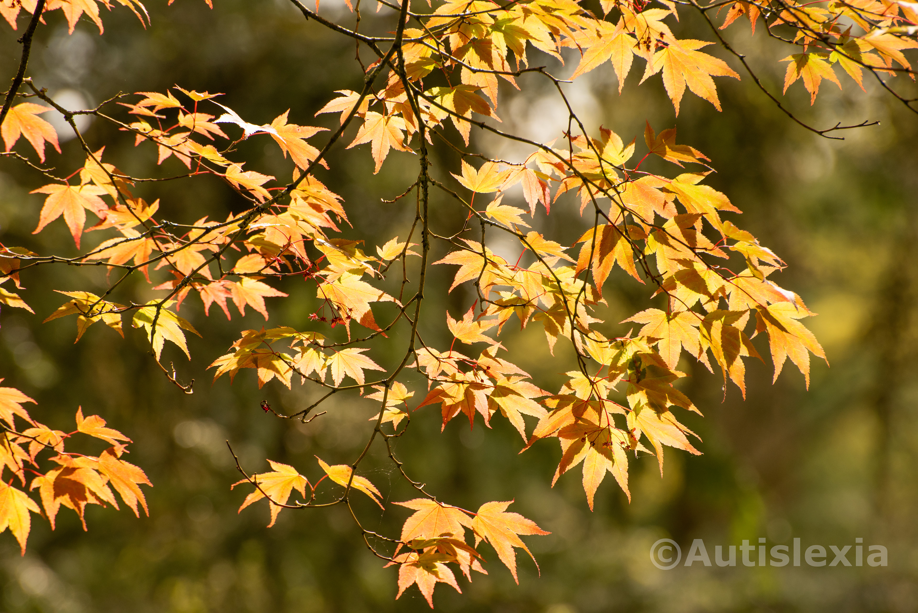 Multiple golden yellow Maple leaves in the sun in May.