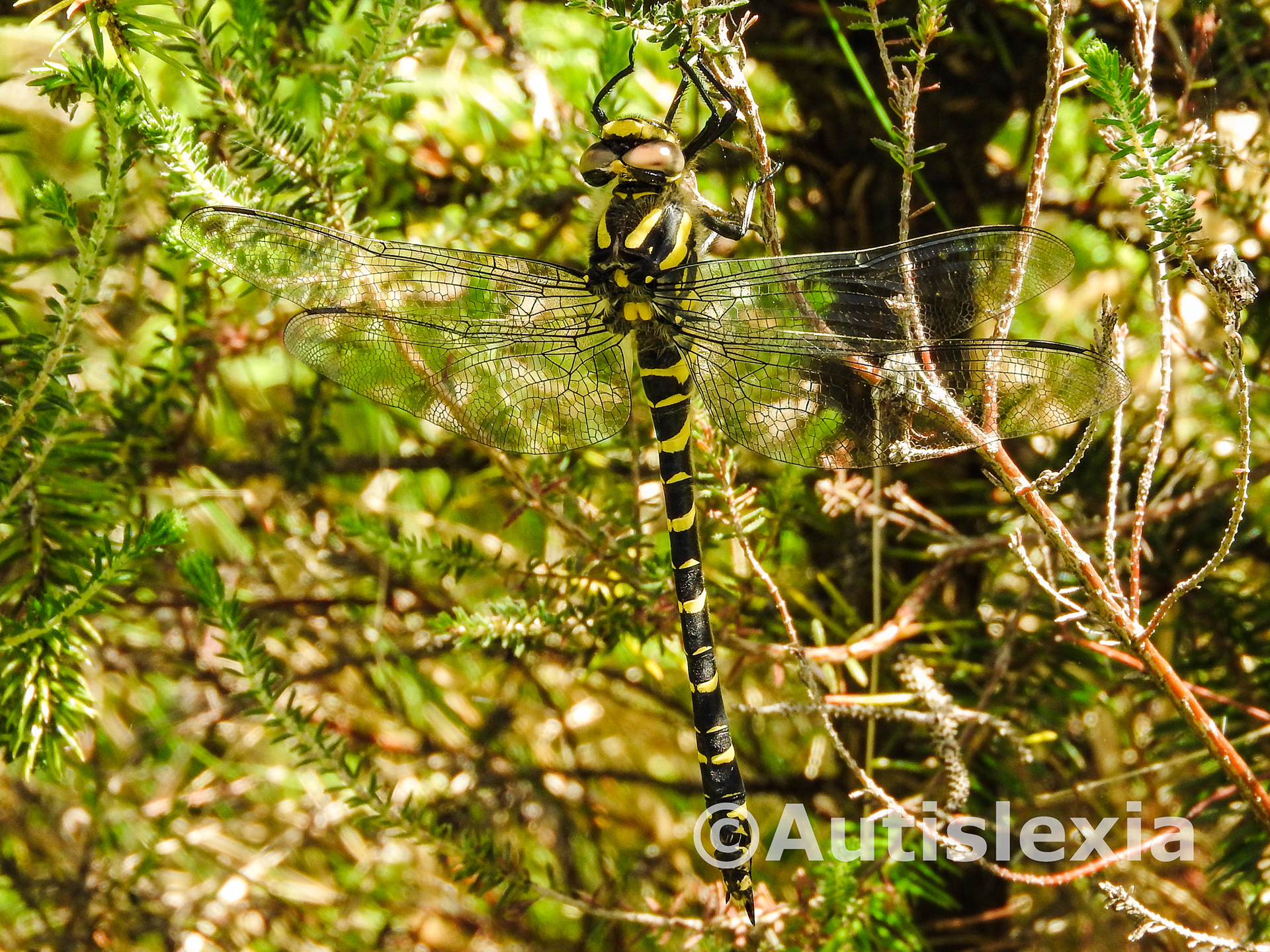 Golden-Ringed Dragonfly, black and gold markings on the body and black veined transparent wings, on a bush.