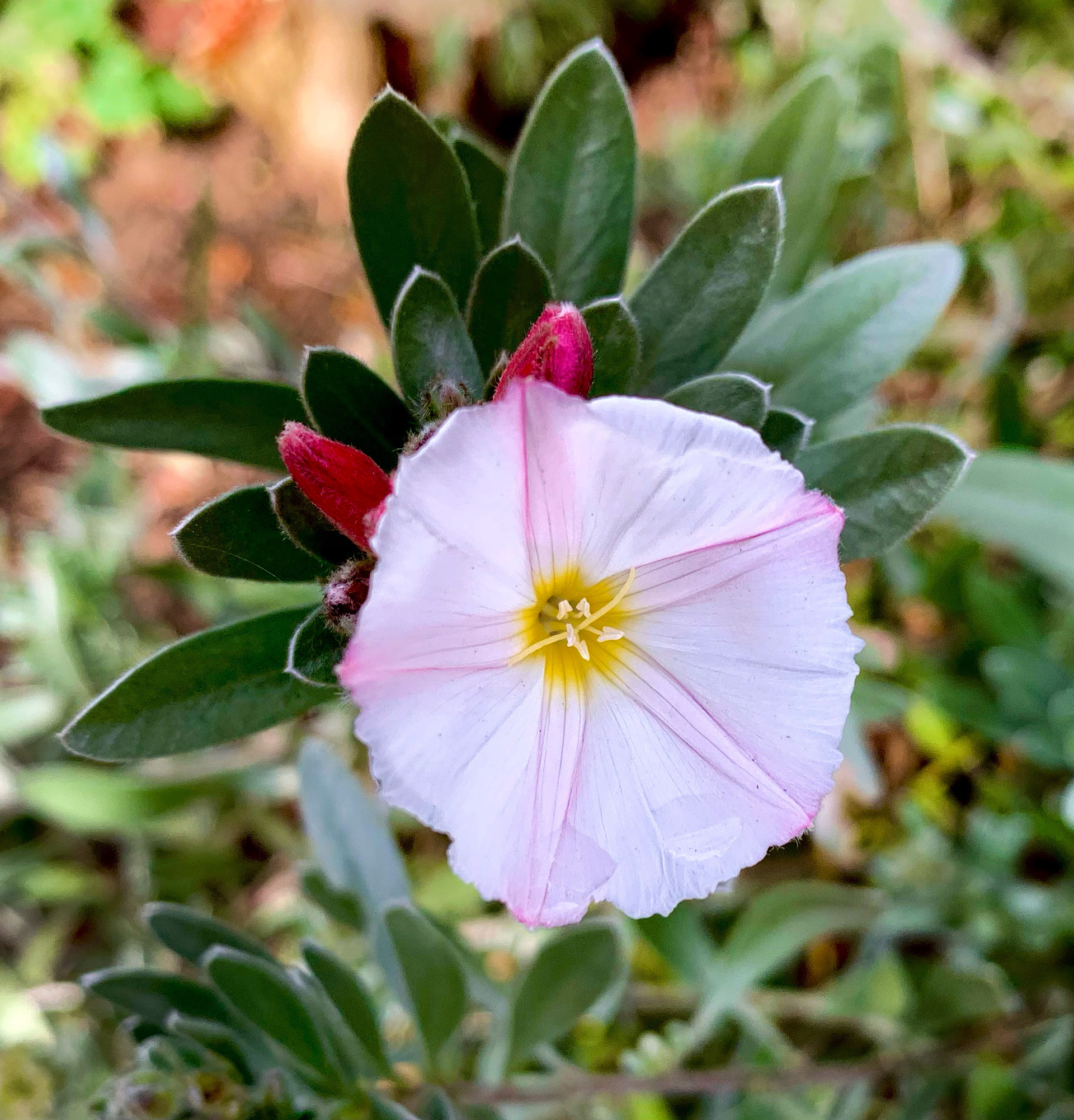 Morning Glory flower light purple looking down into flower