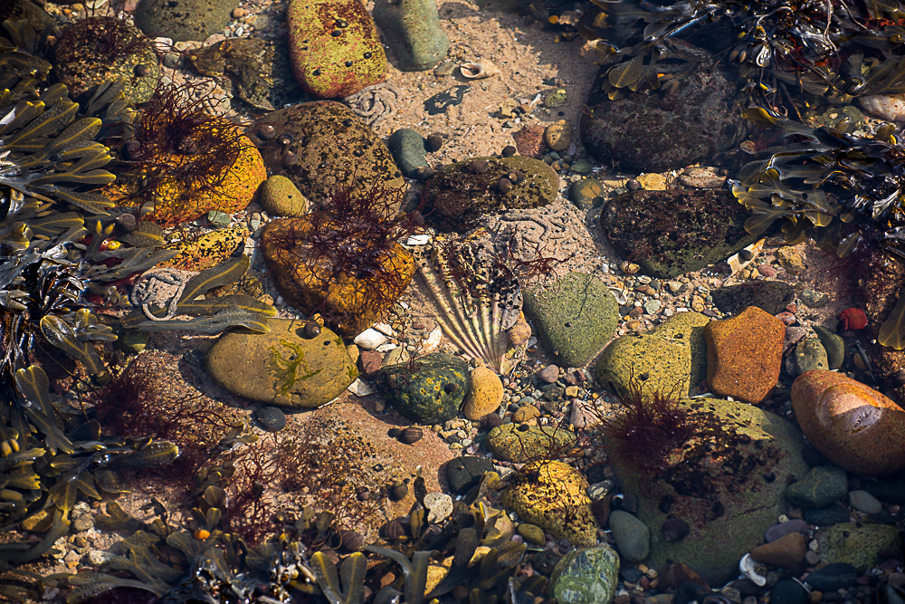 Rock pool with shells, stones and seaweed