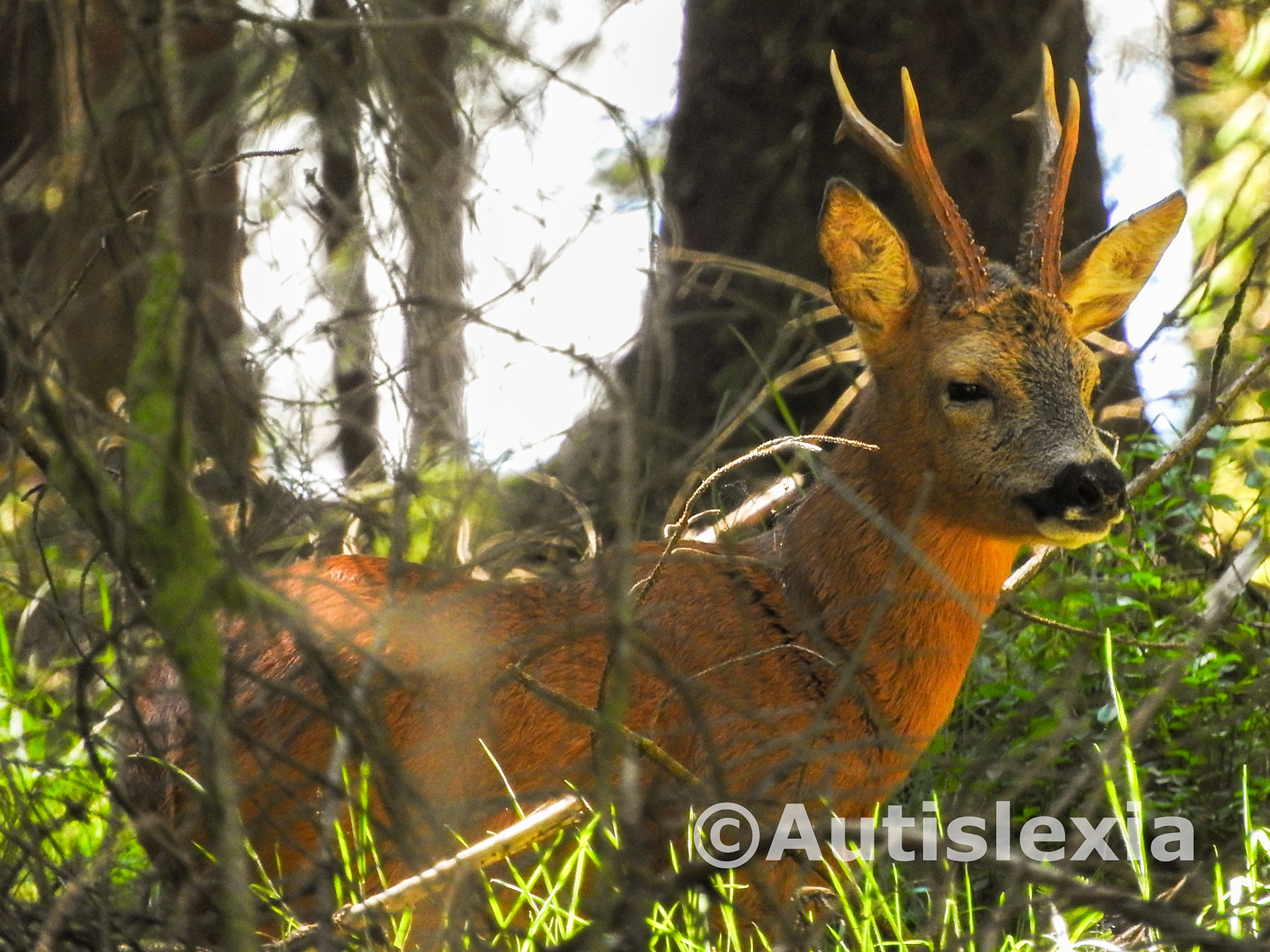 Image of a young Roe deer with young antlers, standing in the trees, with twigs and grass in front of the body of the deer with the head clear.