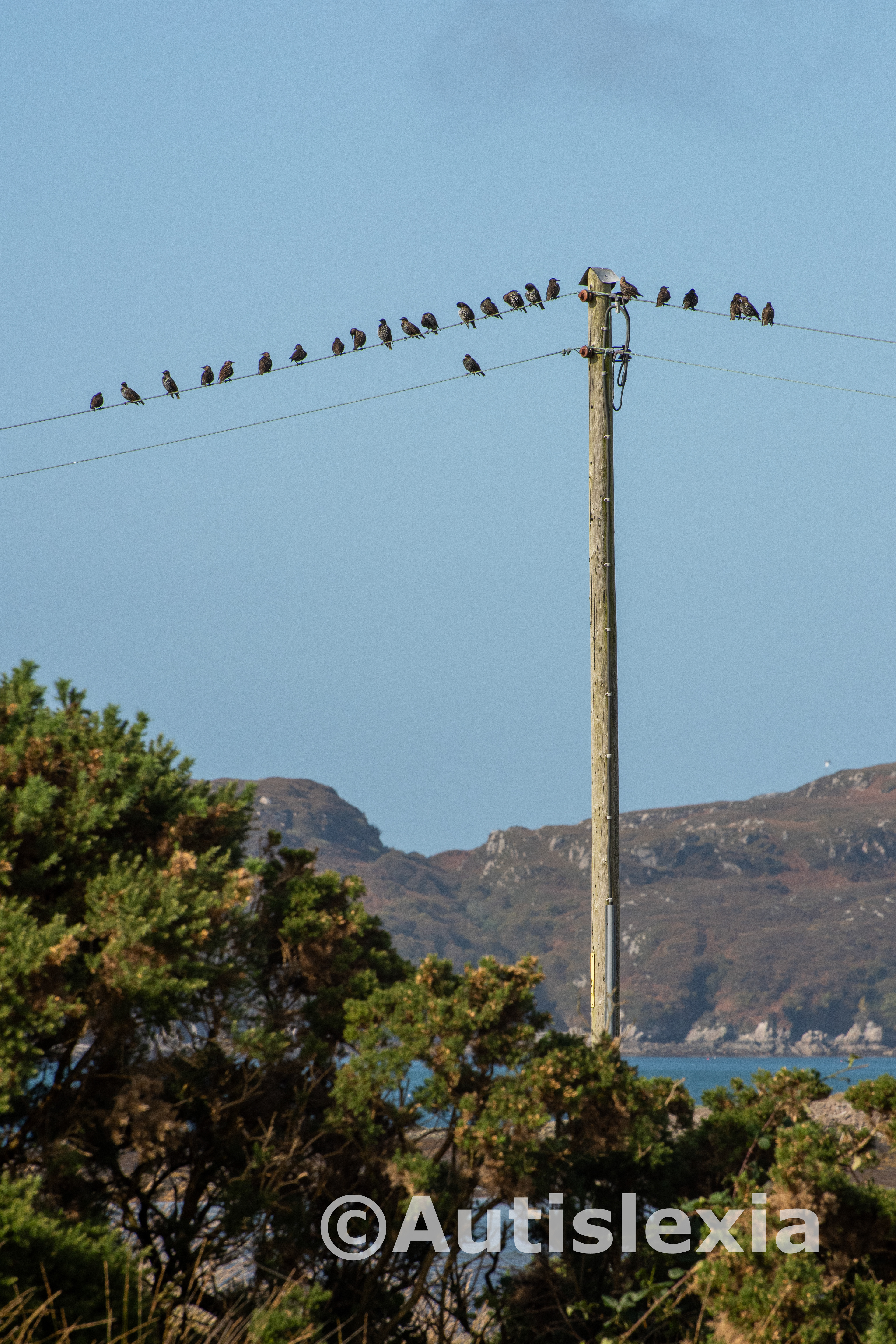 twenty four birds on a telephone wire by a telegraph pole,.