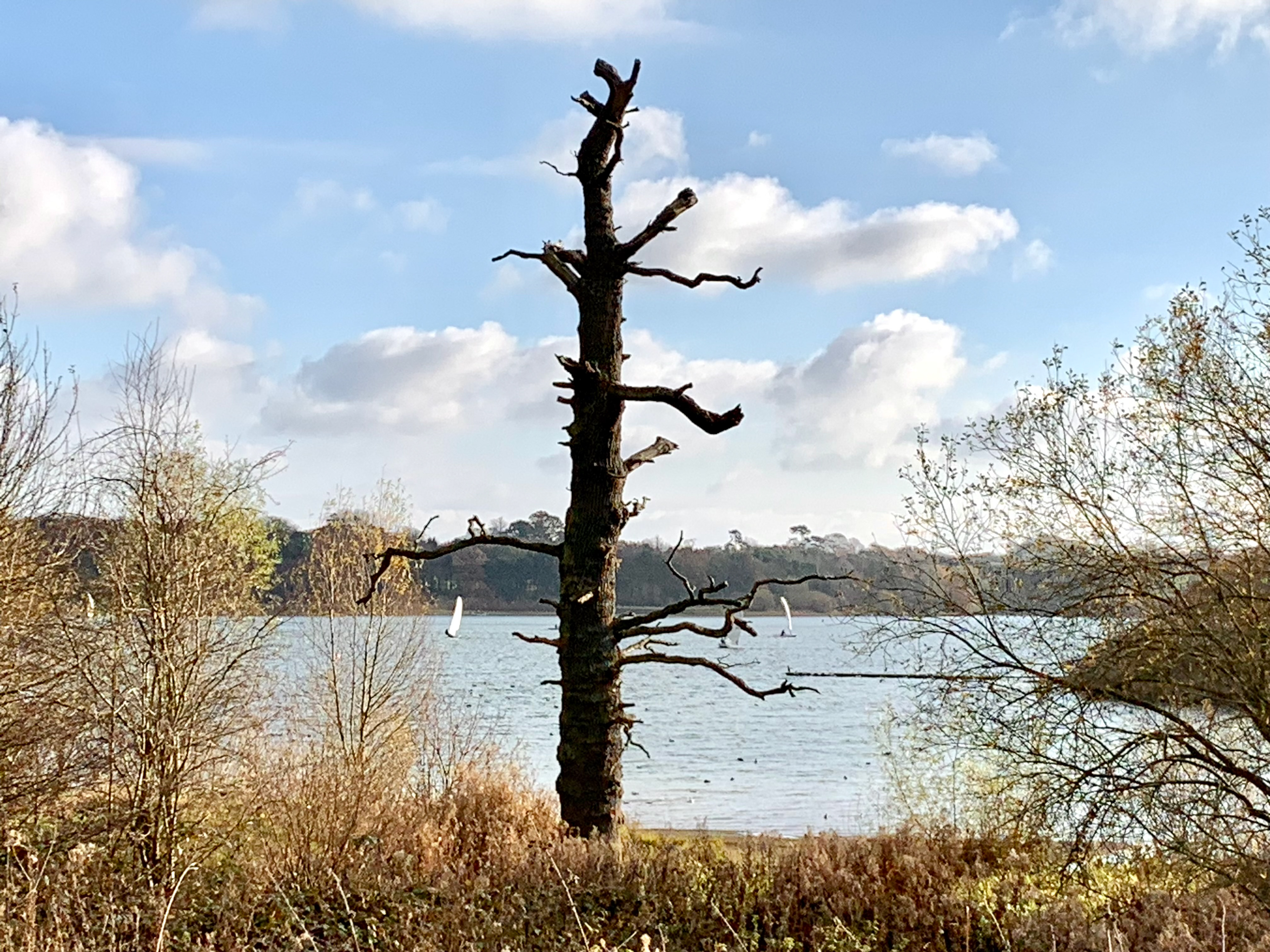 Dead tree by reservoir with sail boats on the water