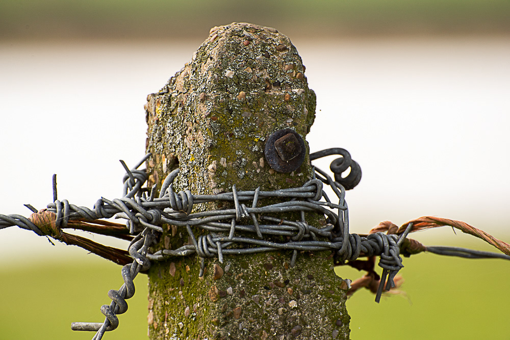Top of old concrete fence post with old barbed wire wrapped around it