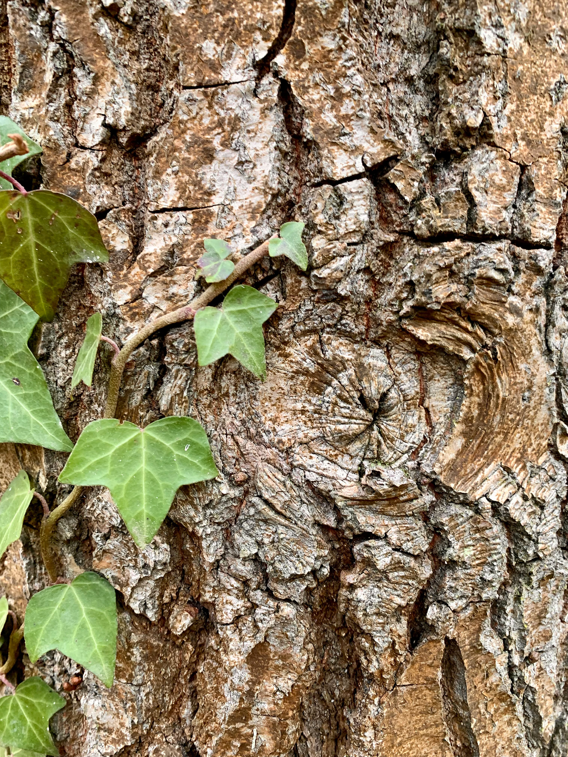 Ivy climbing a tree trunk