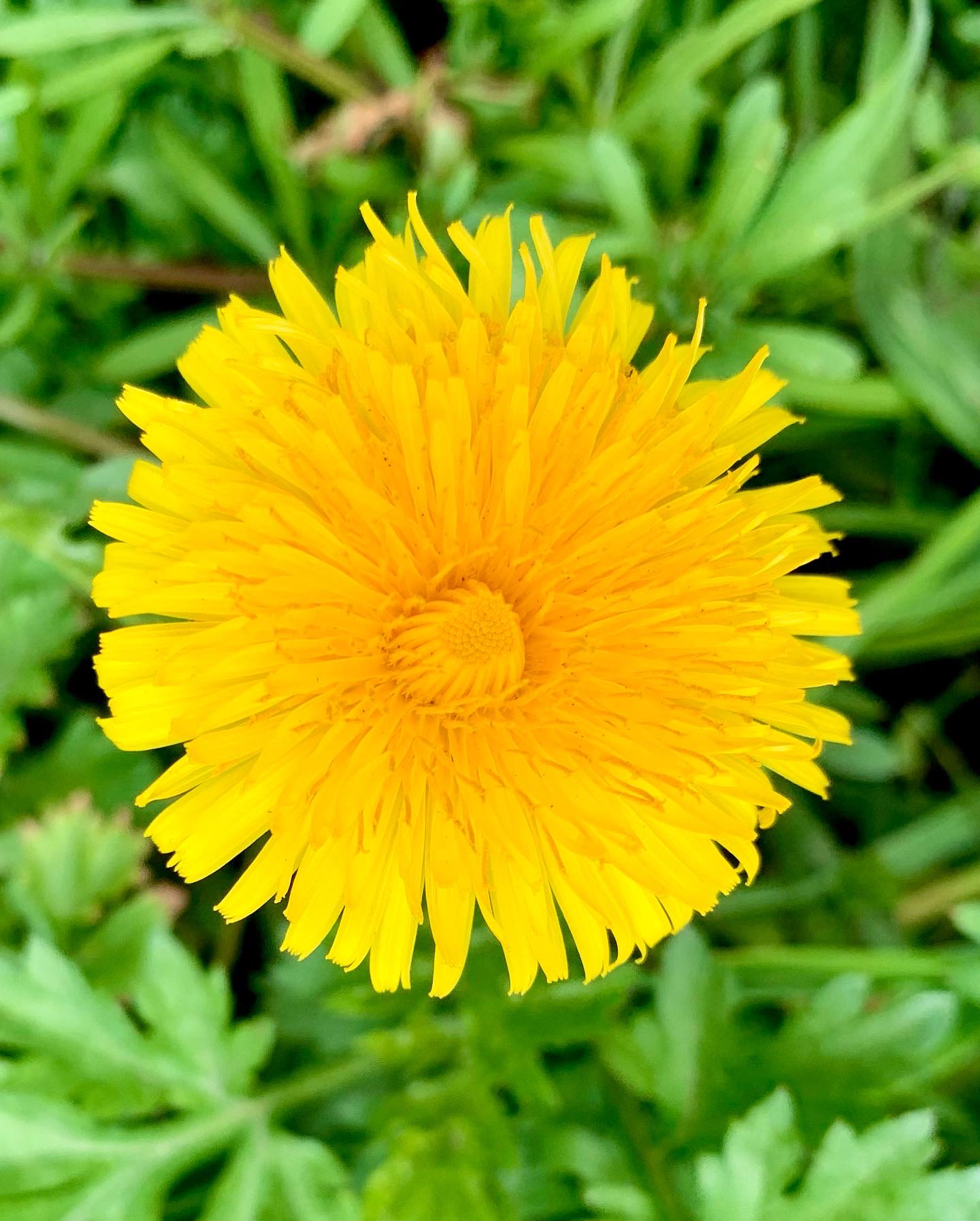 Dandelion flower bright yellow looking down on flower