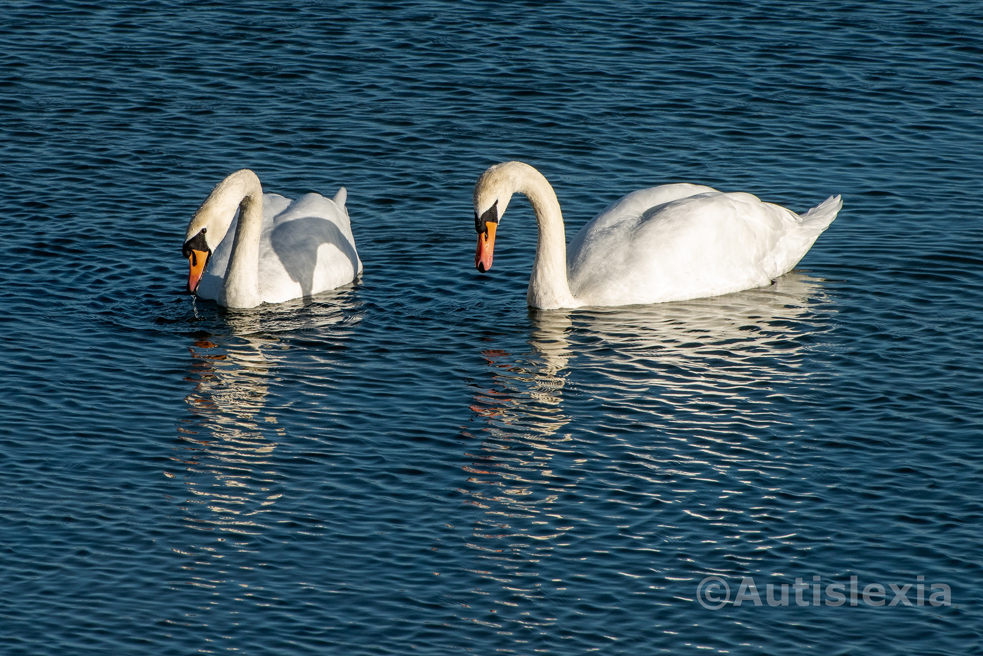 two swans floating togeather feeding, one has just put its head above water.