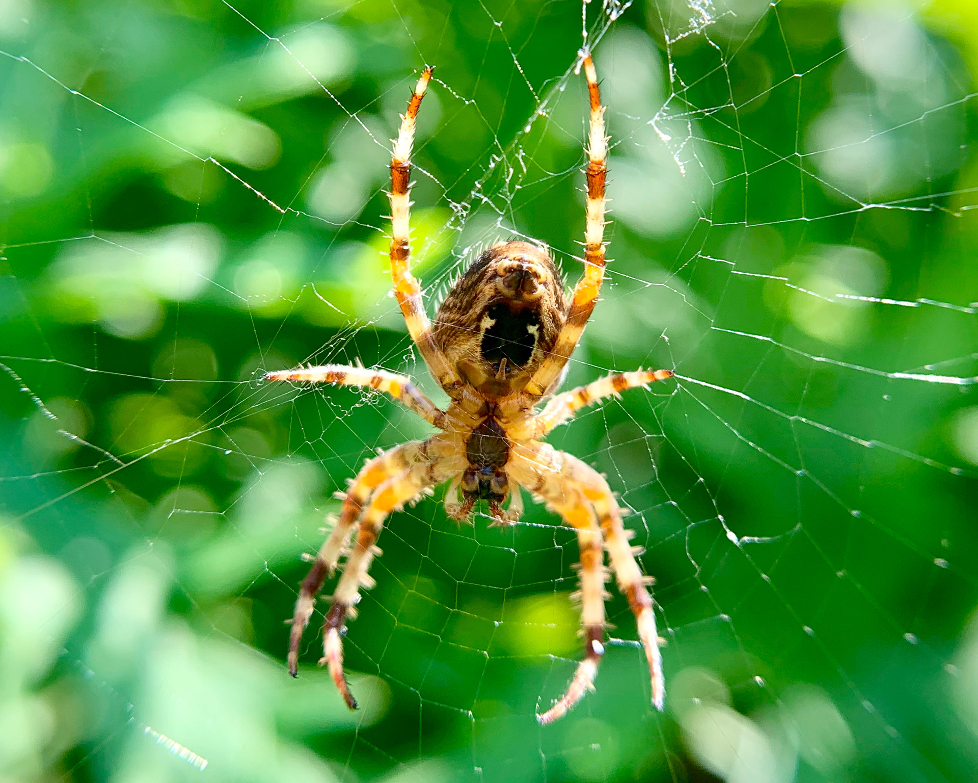 Garden Spider (Araneus diadematus), underside view in its web