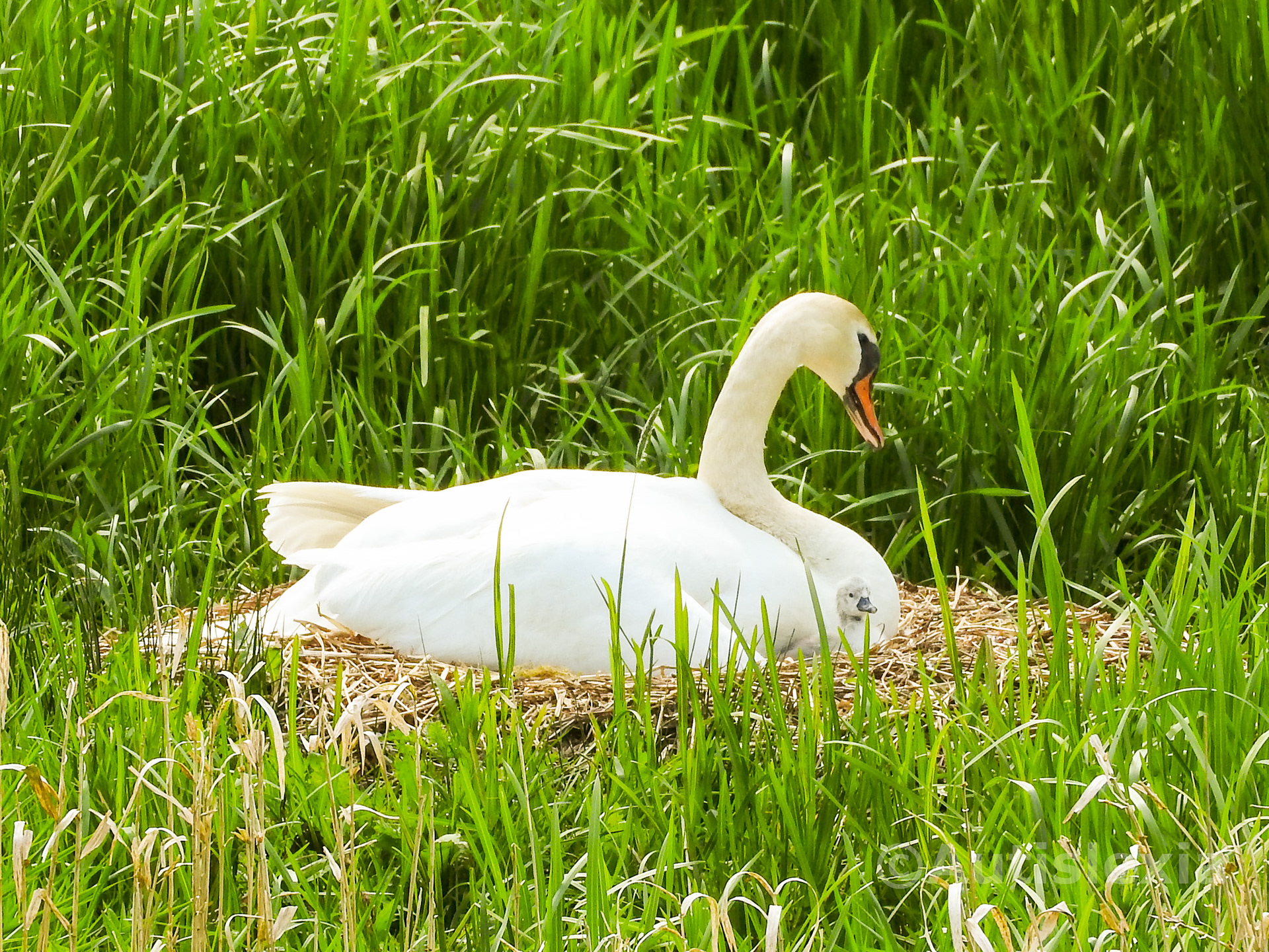 Image of a swan sitting on its nest with a small newly hatched signet peering out under the head of the adult.
