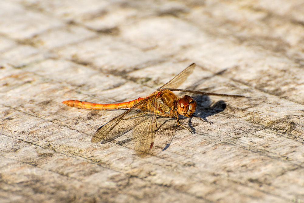 Yellow Winged Dragonfly (Sympertrum flaveolum), side view settled on some old wood of a bridge