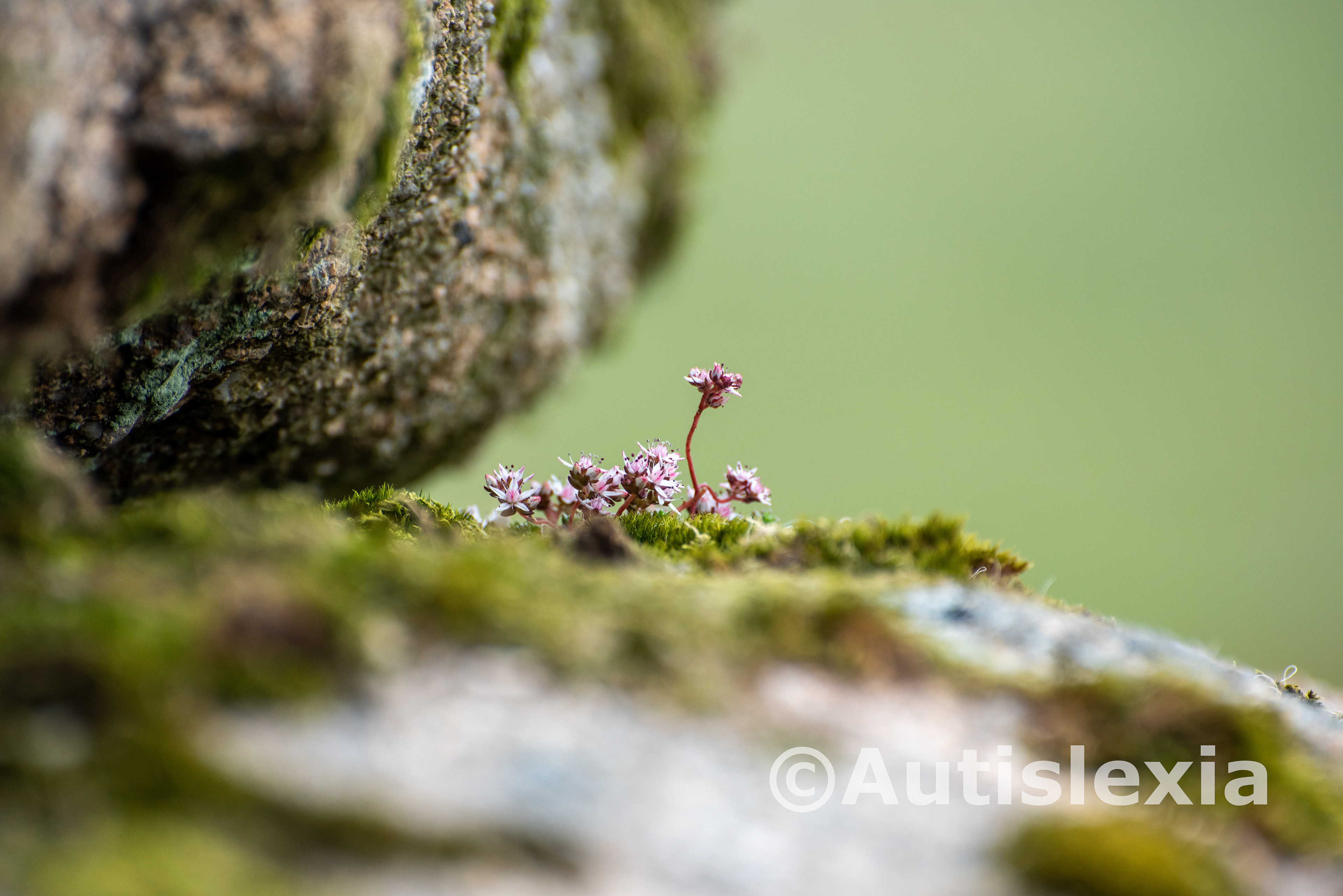 Close up of some pink and white moss flowers on the rock of Black Tor
