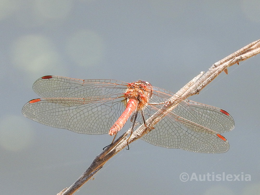 Yellow Winged Dragonfly, Sympertrum flaveolum, rear view on stalk