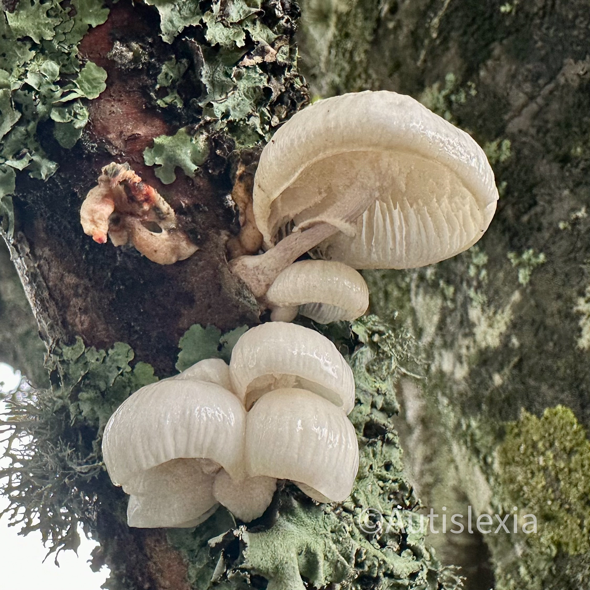 Fungi and Lichen on a tree trunk; five white fungi viewed from slightly below surrounded by different types of green shades of lichen