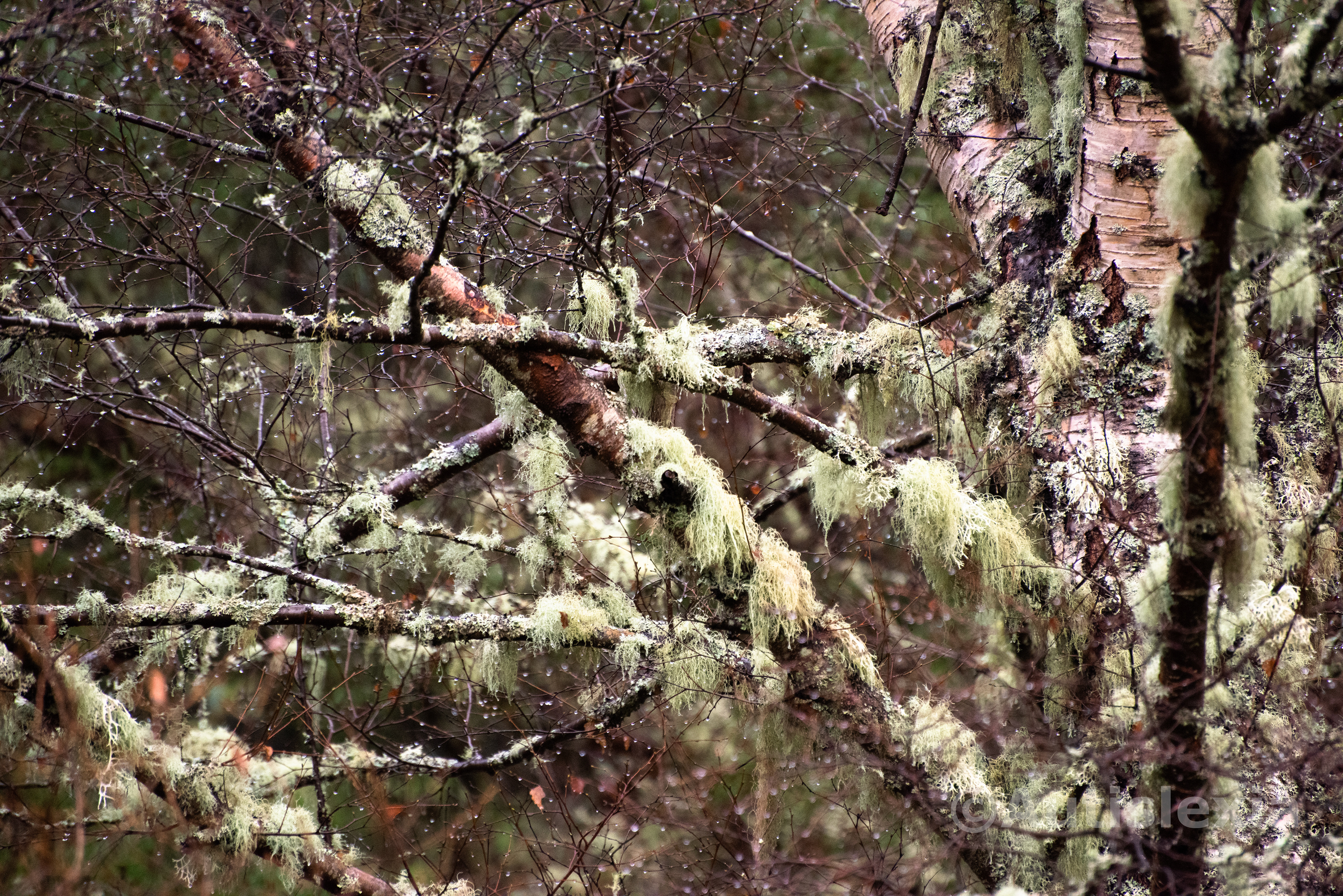 Lichen covering branches of a wet Silver Birch tree