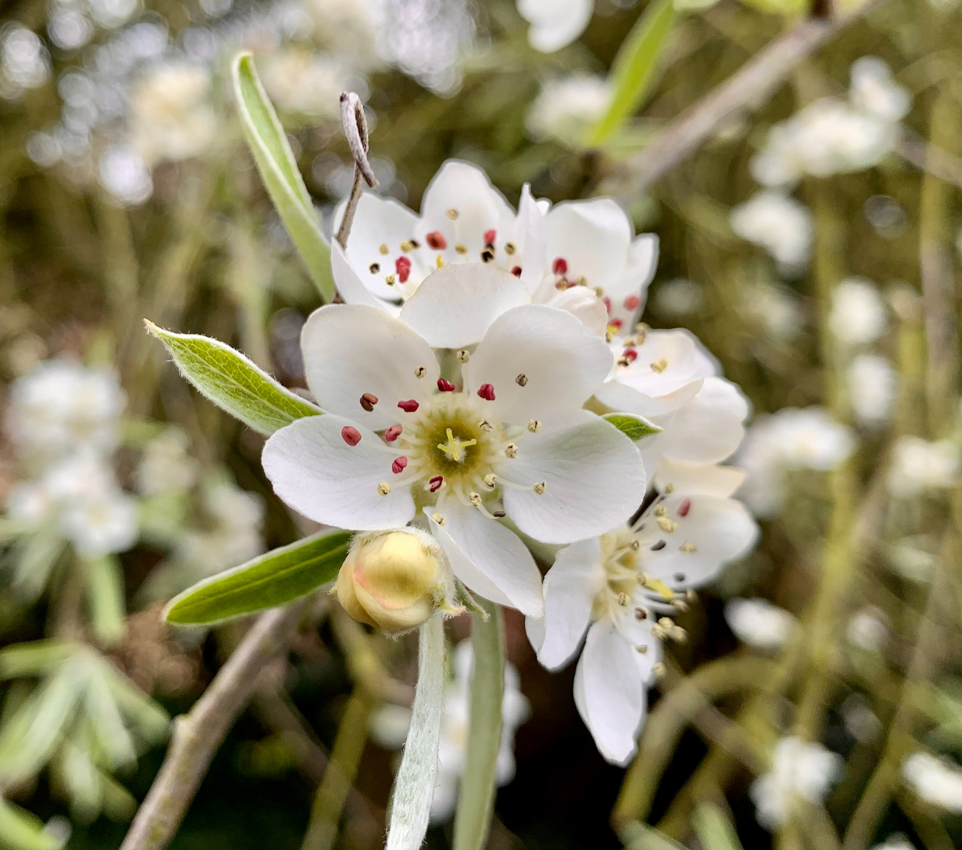 Pear Blossoms, white flowers with red anthers