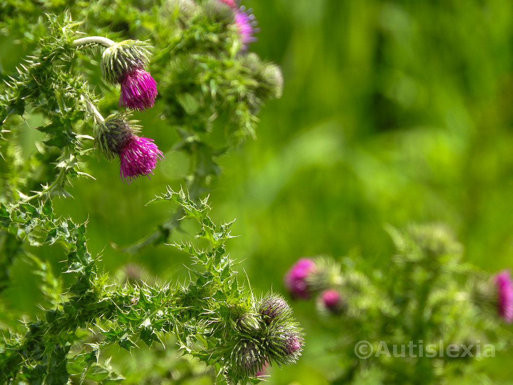 Scotch (Milk) thistle, Silybum marianum several in flower, purple colour