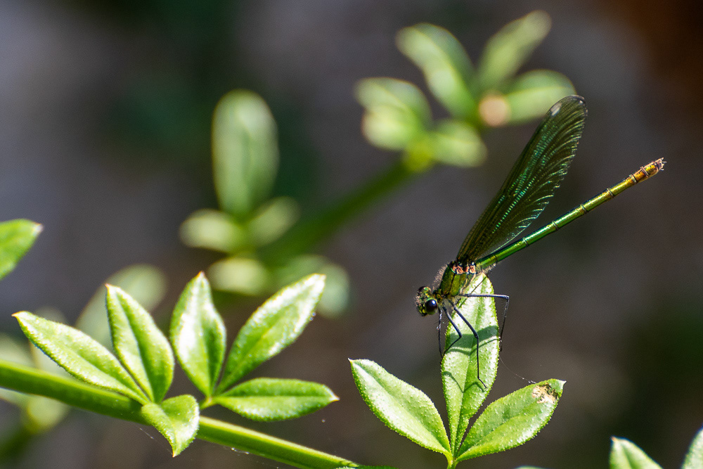 Green Damselfly (Zygoptera) on green leaf